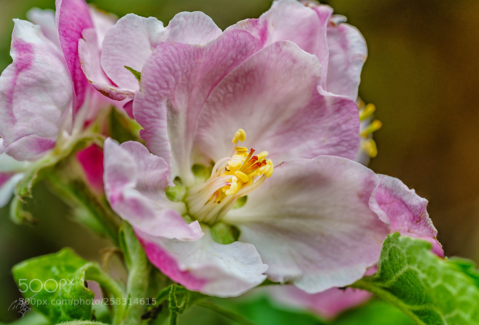 Sony a7R II sample photo. Apple blossom may photography