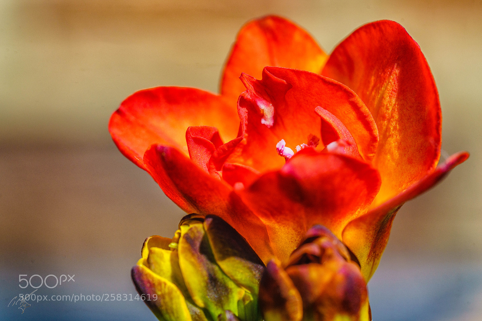 Sony a7R II sample photo. Just red photography