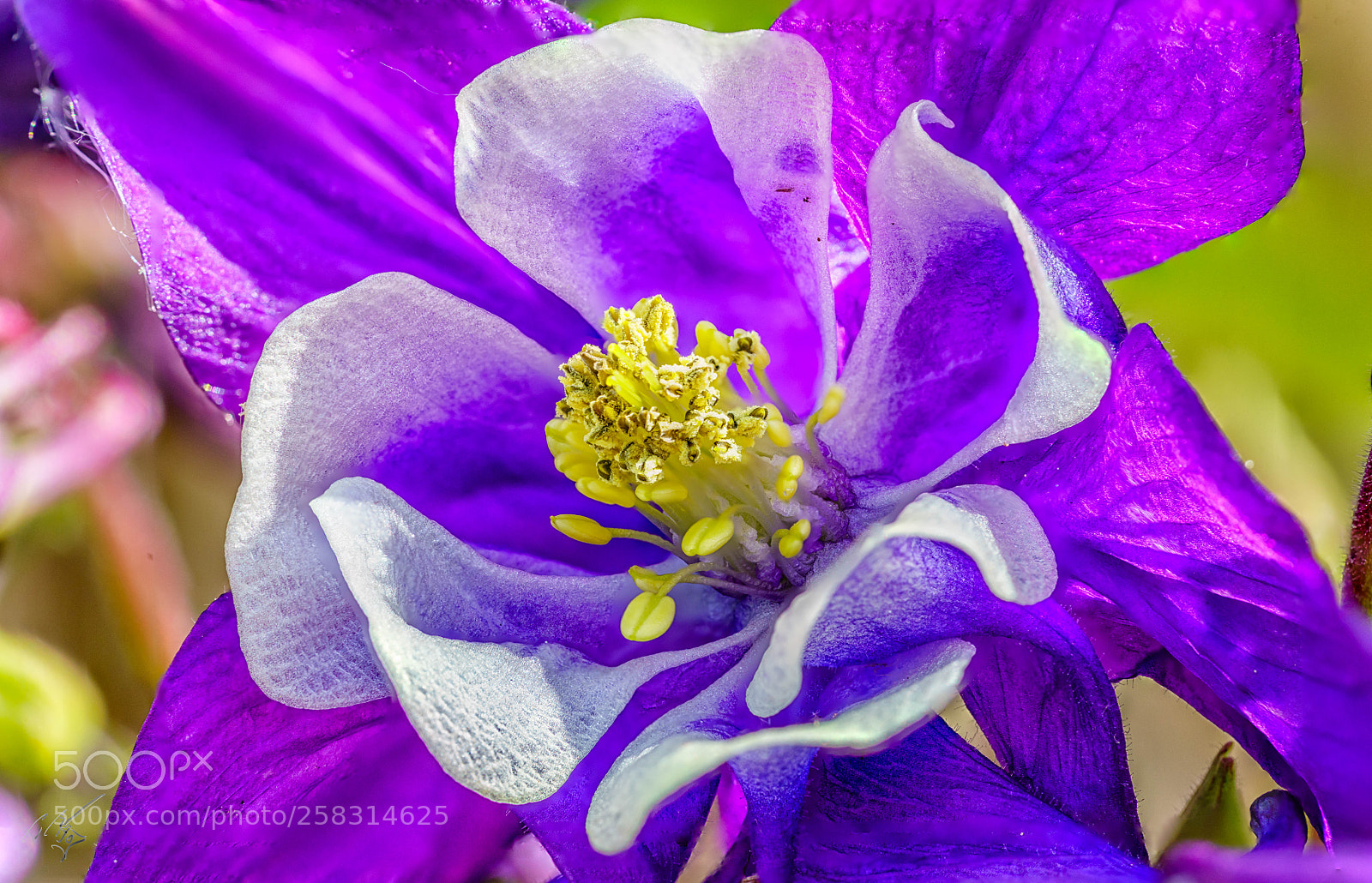 Sony a7R II sample photo. Auqua legia pollen photography