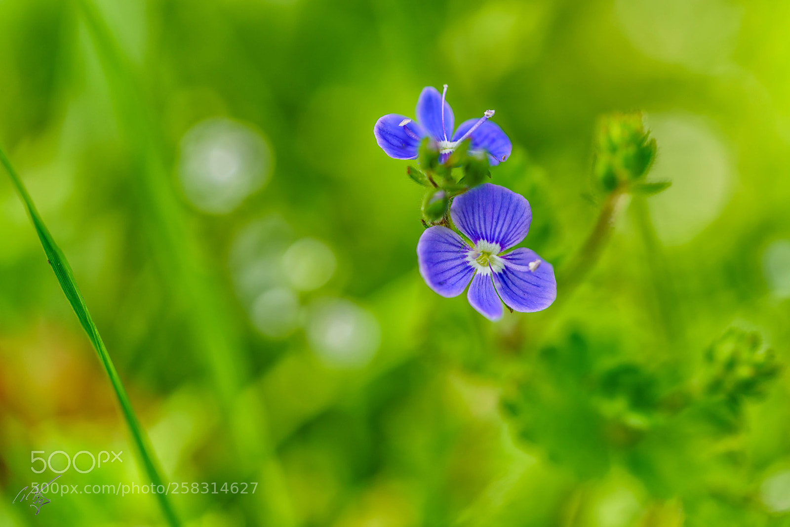 Sony a7R II sample photo. Grass weeds may photography