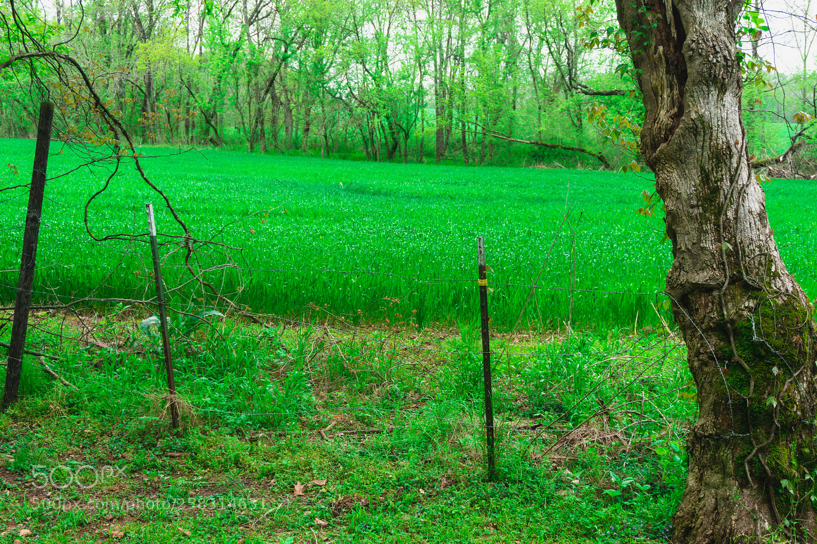 Sony a6000 sample photo. Young corn field photography