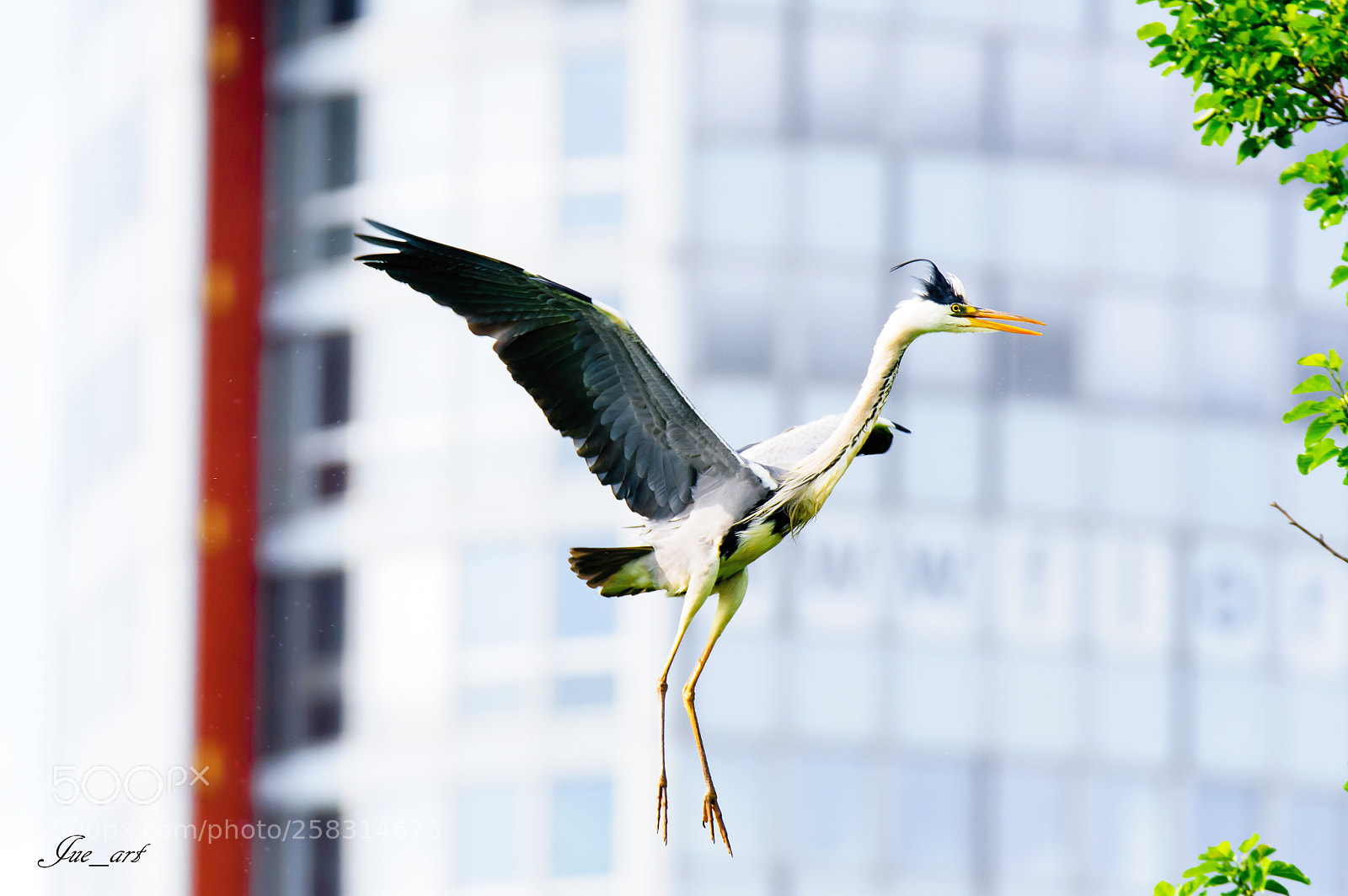 Nikon D300S sample photo. Heron/silberreiher photography