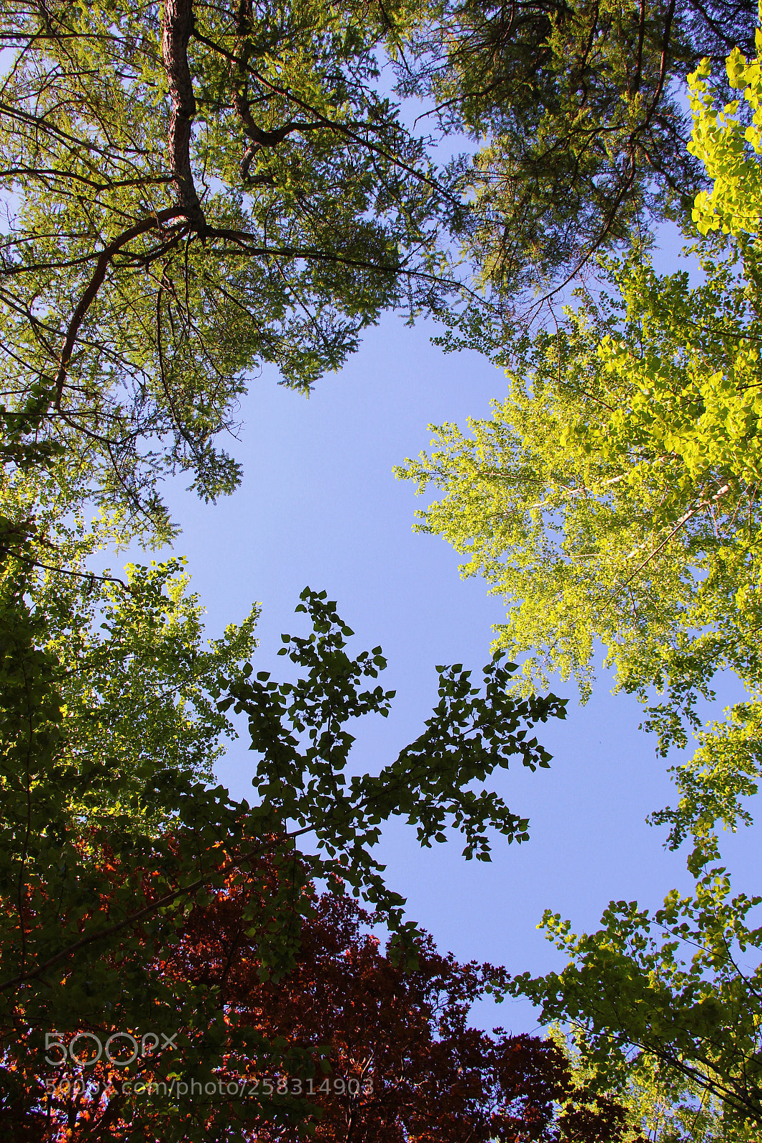 Canon EOS 550D (EOS Rebel T2i / EOS Kiss X4) sample photo. Different types of trees photography