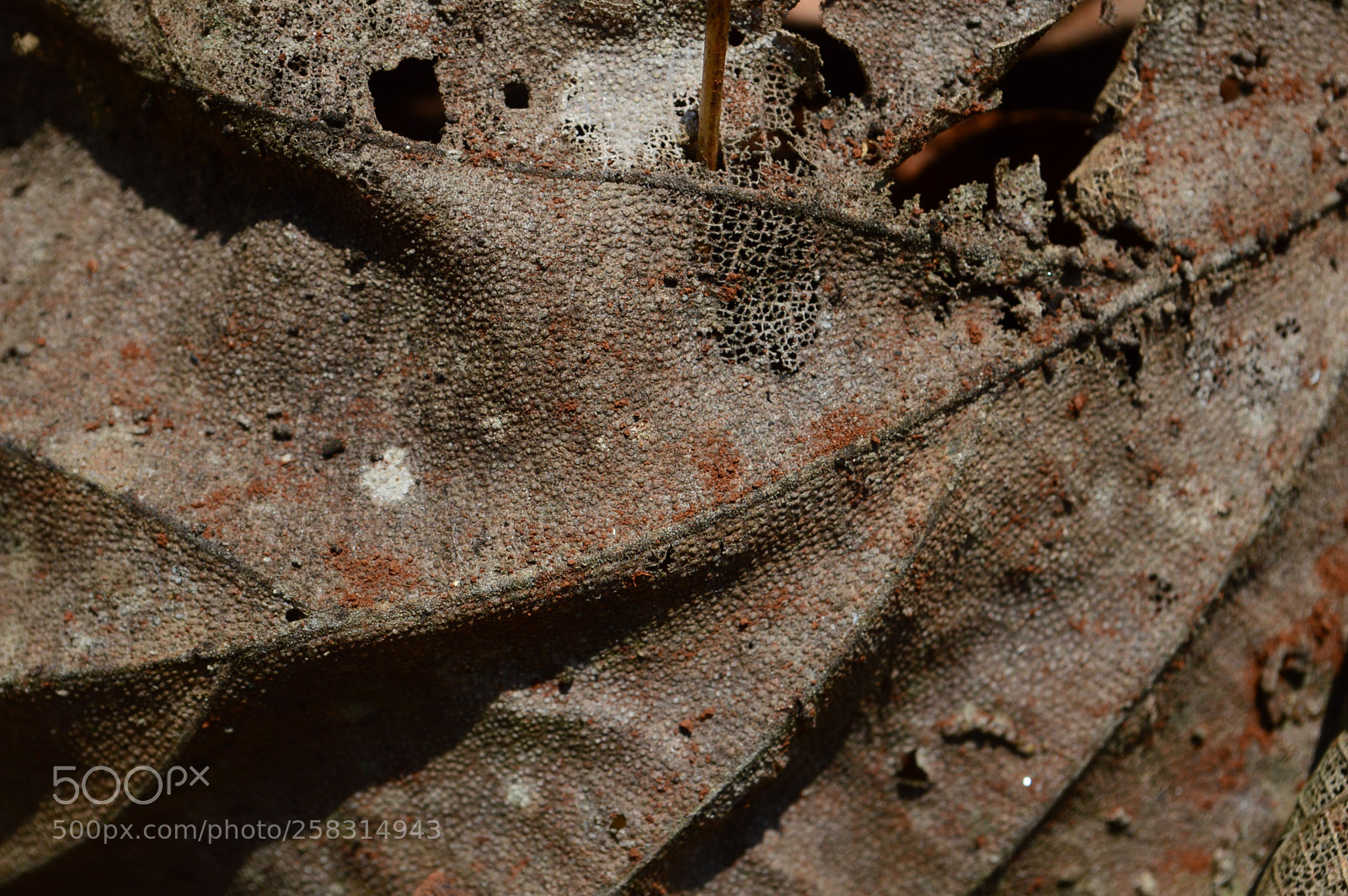 Nikon D3200 sample photo. Aging photography