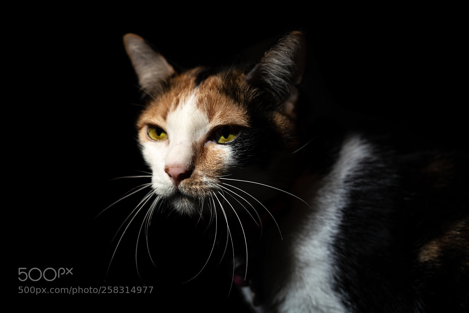 Sony a7R III sample photo. My cat crumble photography