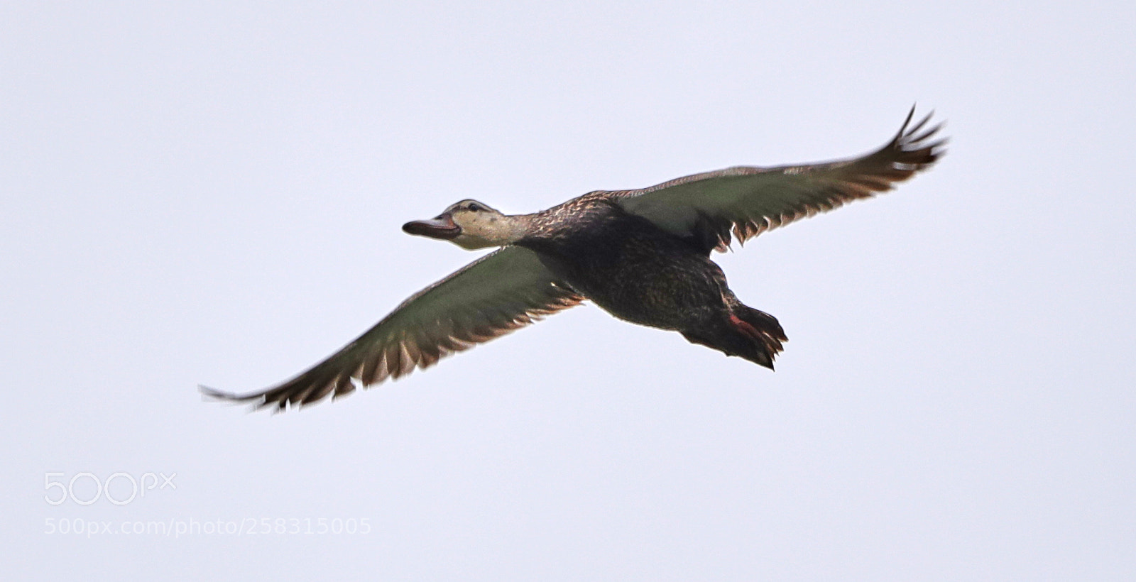 Canon EOS-1D X Mark II sample photo. 05-17-18-0018272.jpg photography