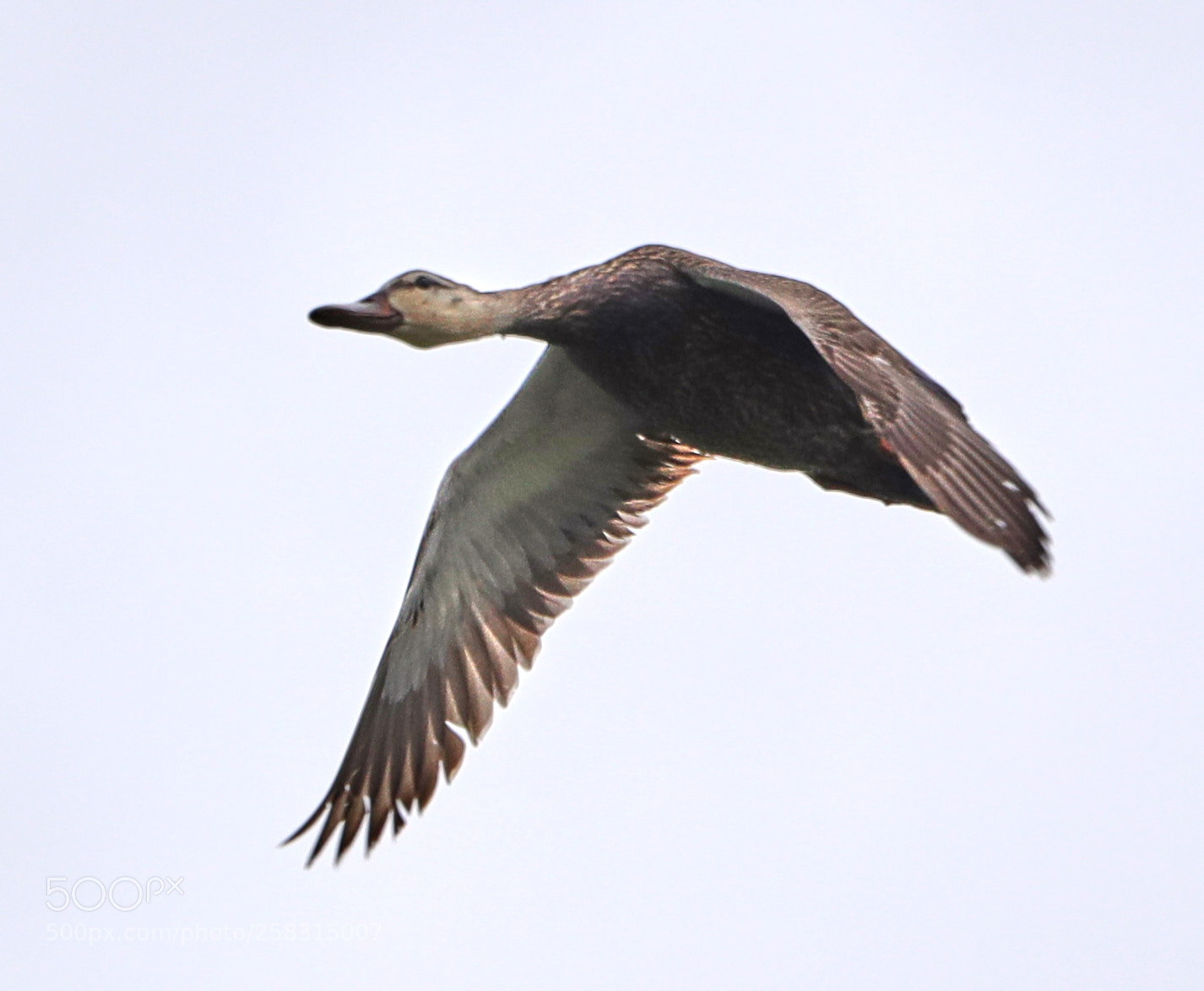 Canon EOS-1D X Mark II sample photo. 05-17-18-0018271.jpg photography