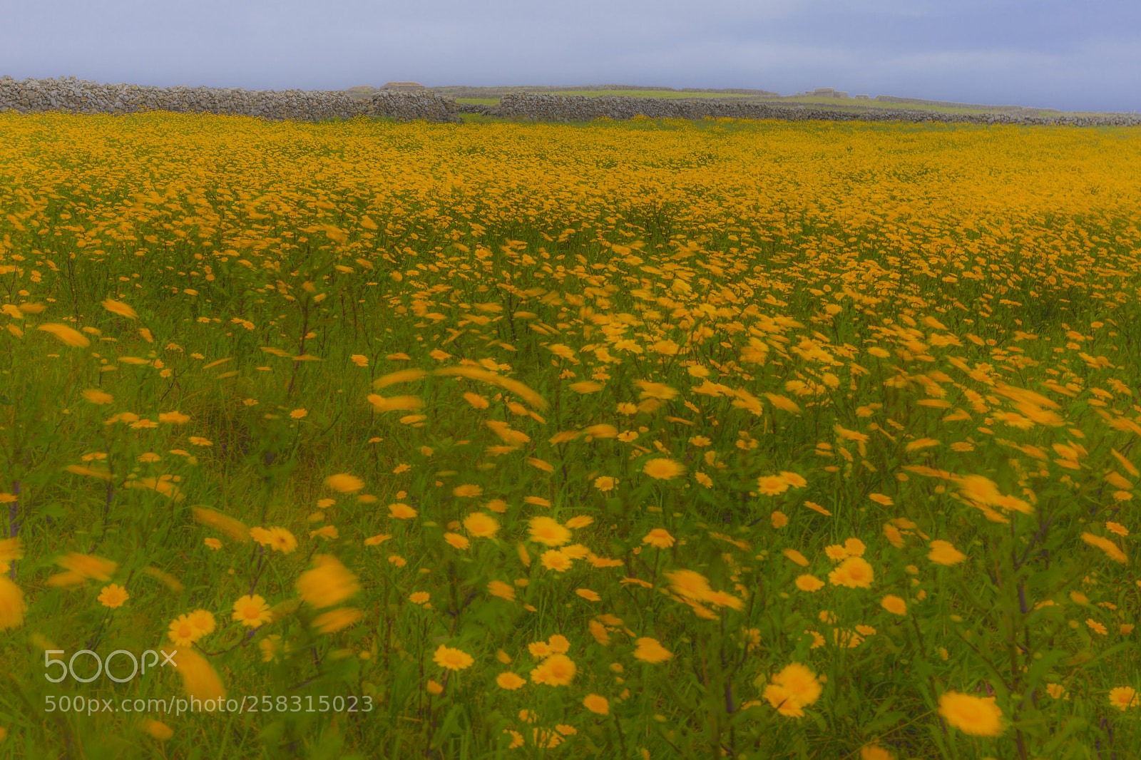 Canon EOS 5D Mark IV sample photo. A ores-terceira-praia da vit photography