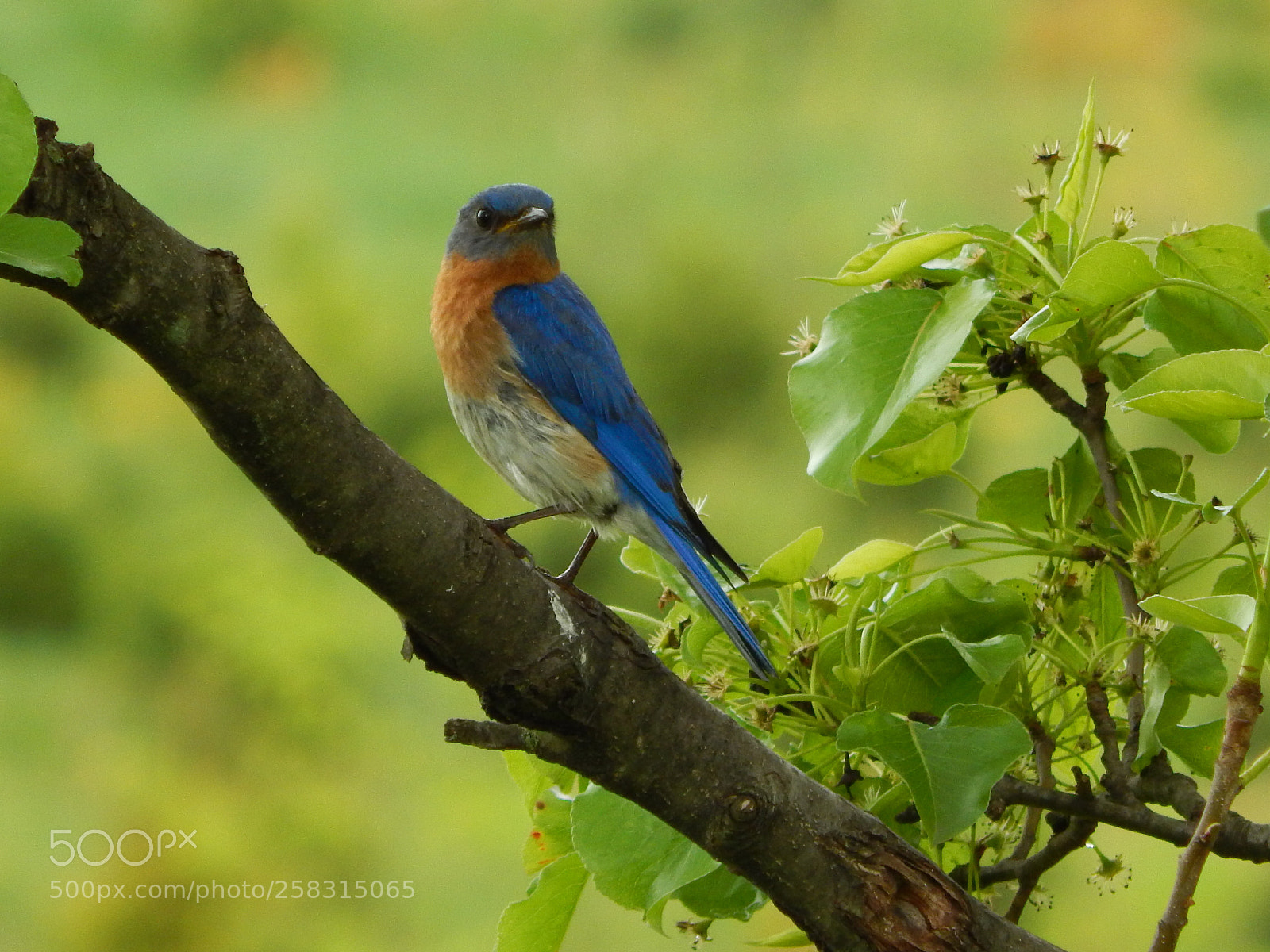 Nikon Coolpix L820 sample photo. Beautiful eastern bluebird photography