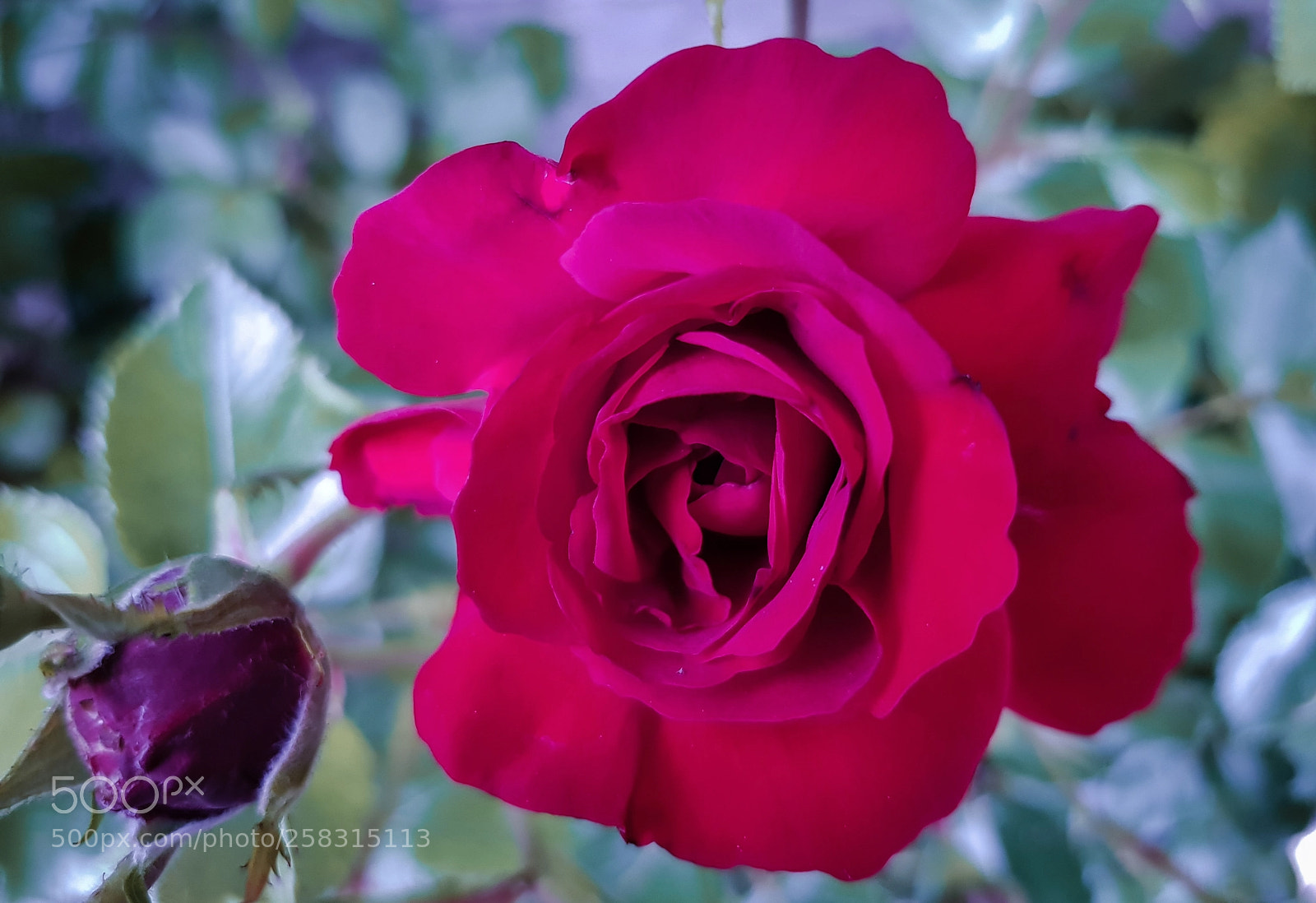 Samsung Galaxy S8 sample photo. Red rose photography