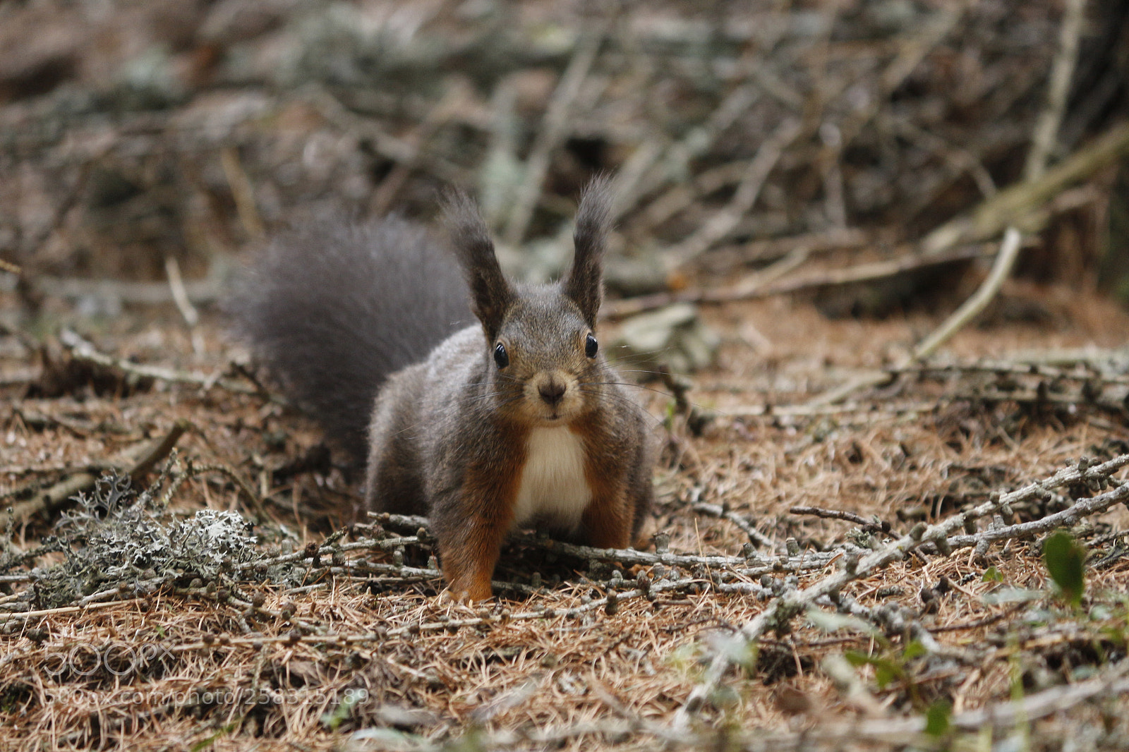 Canon EF-S 55-250mm F4-5.6 IS II sample photo. Squirrell photography