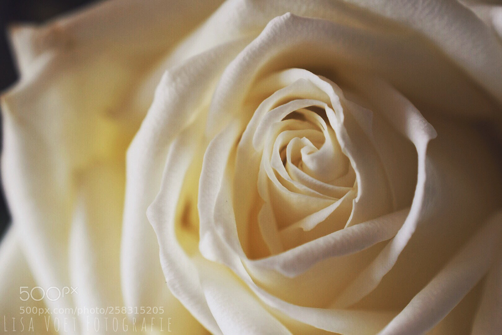 Nikon D7200 sample photo. Untitled photography