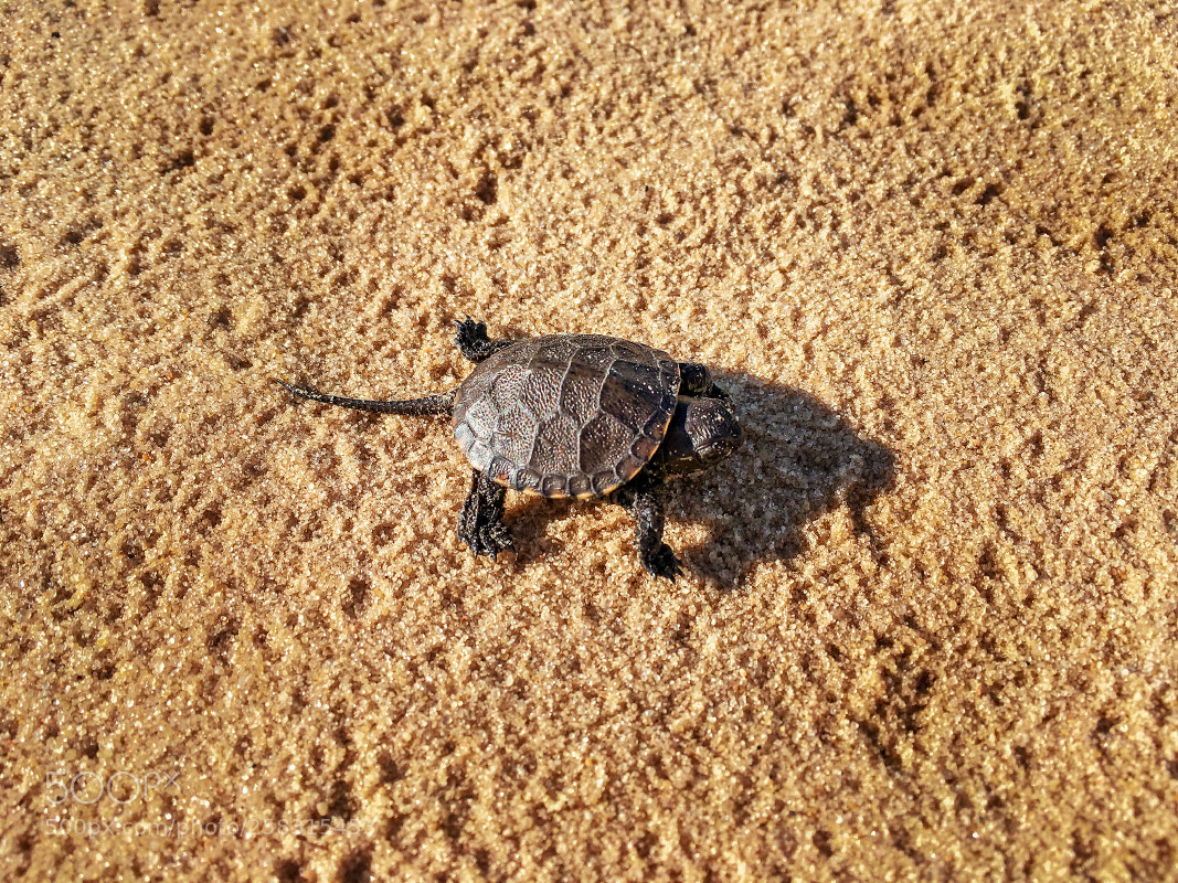 Apple iPhone SE sample photo. Little turtle on the photography