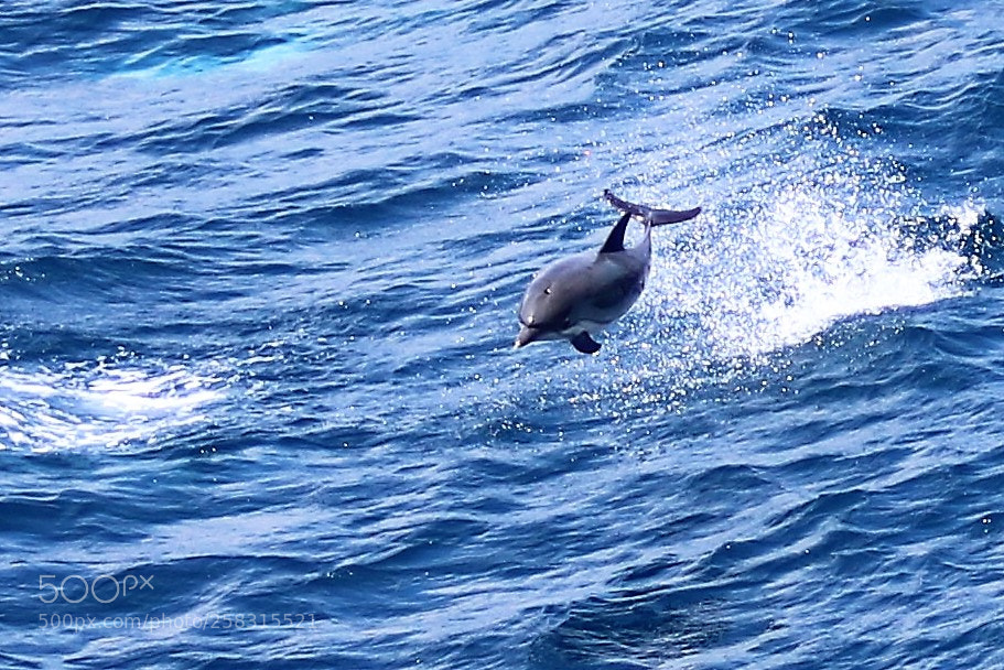 Canon EOS 750D (EOS Rebel T6i / EOS Kiss X8i) sample photo. Dolphins photography