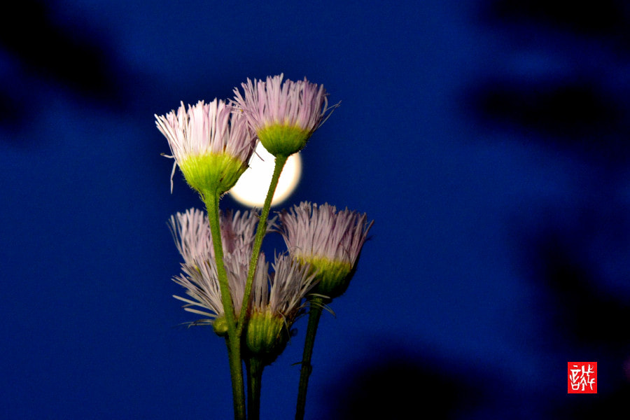 Nikon AF-S Micro-Nikkor 60mm F2.8G ED sample photo. Haldion 0517 photography