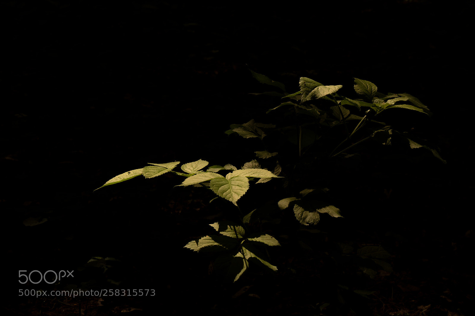 Panasonic Lumix DC-GH5 sample photo. Leafs photography