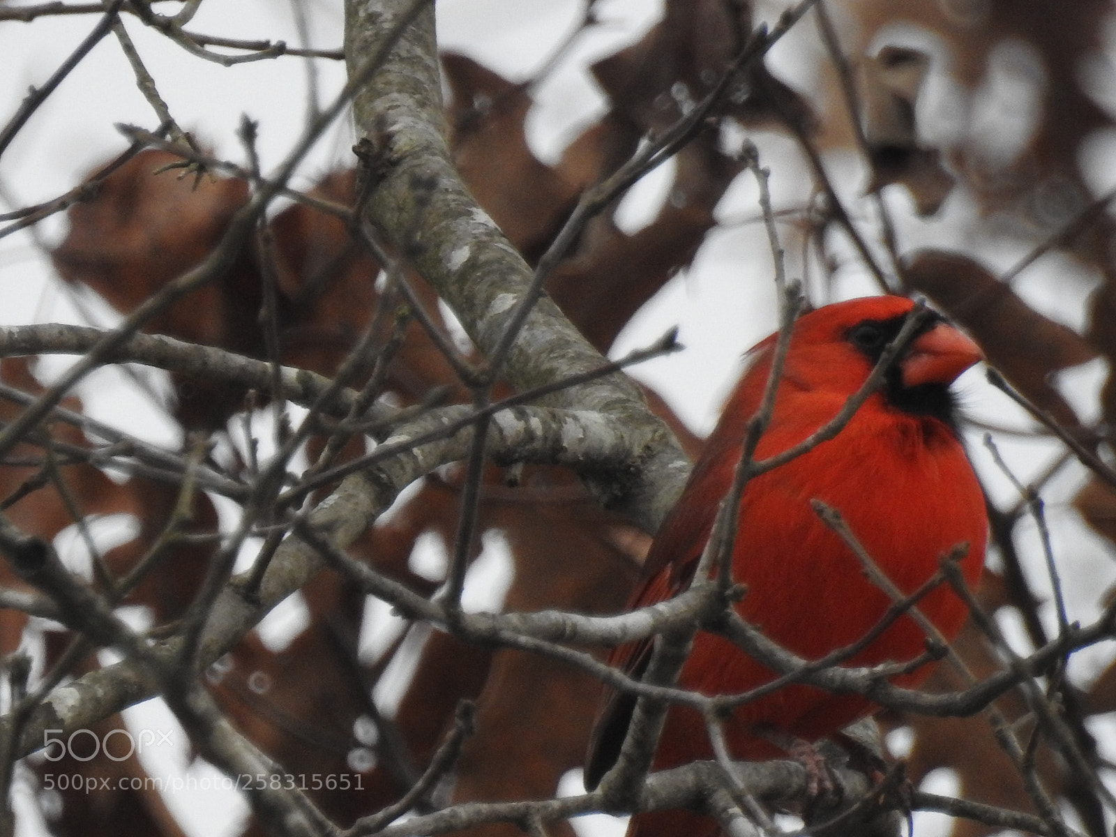 Nikon Coolpix P900 sample photo. Cardinal photography