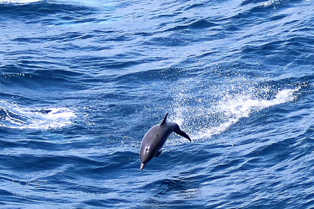 Canon EOS 750D (EOS Rebel T6i / EOS Kiss X8i) sample photo. Dolphins photography