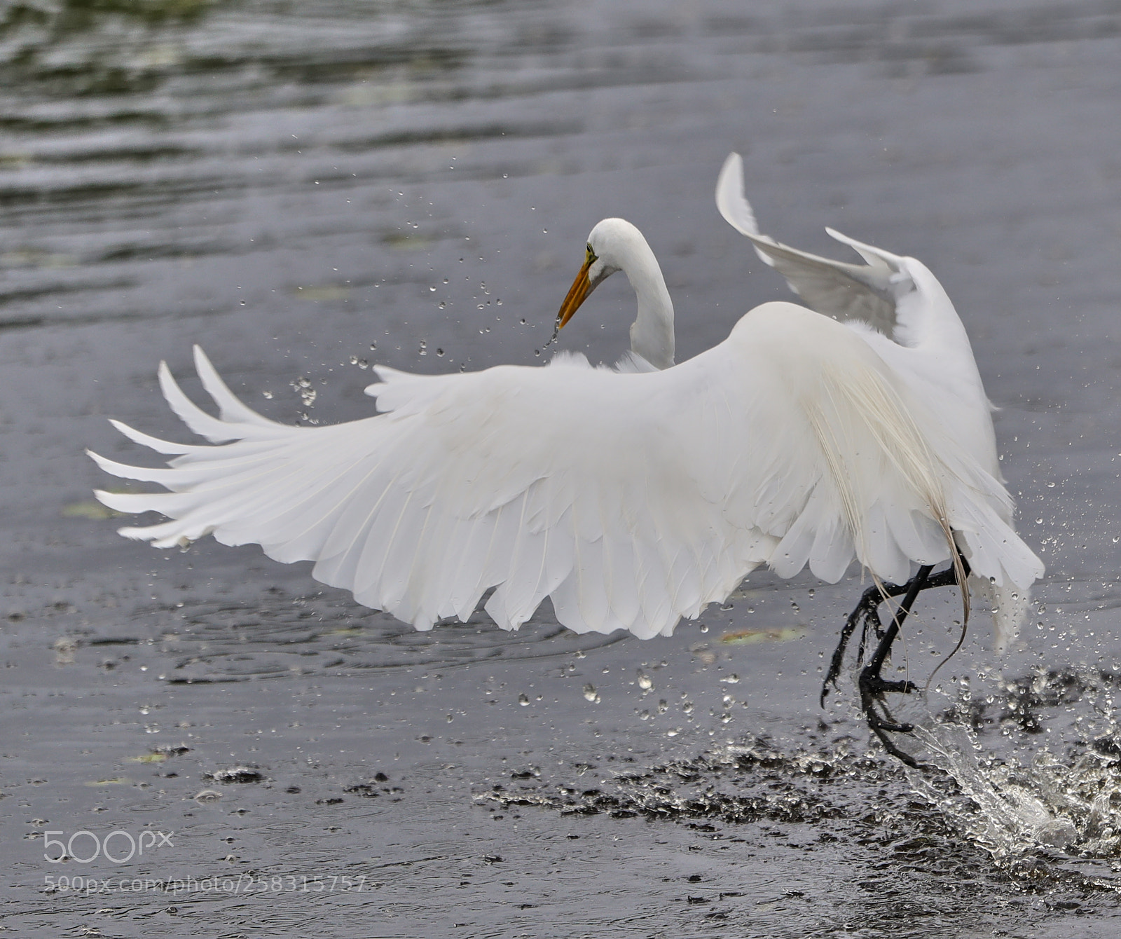 Canon EOS-1D X Mark II sample photo. 05-17-18-0018226.jpg photography