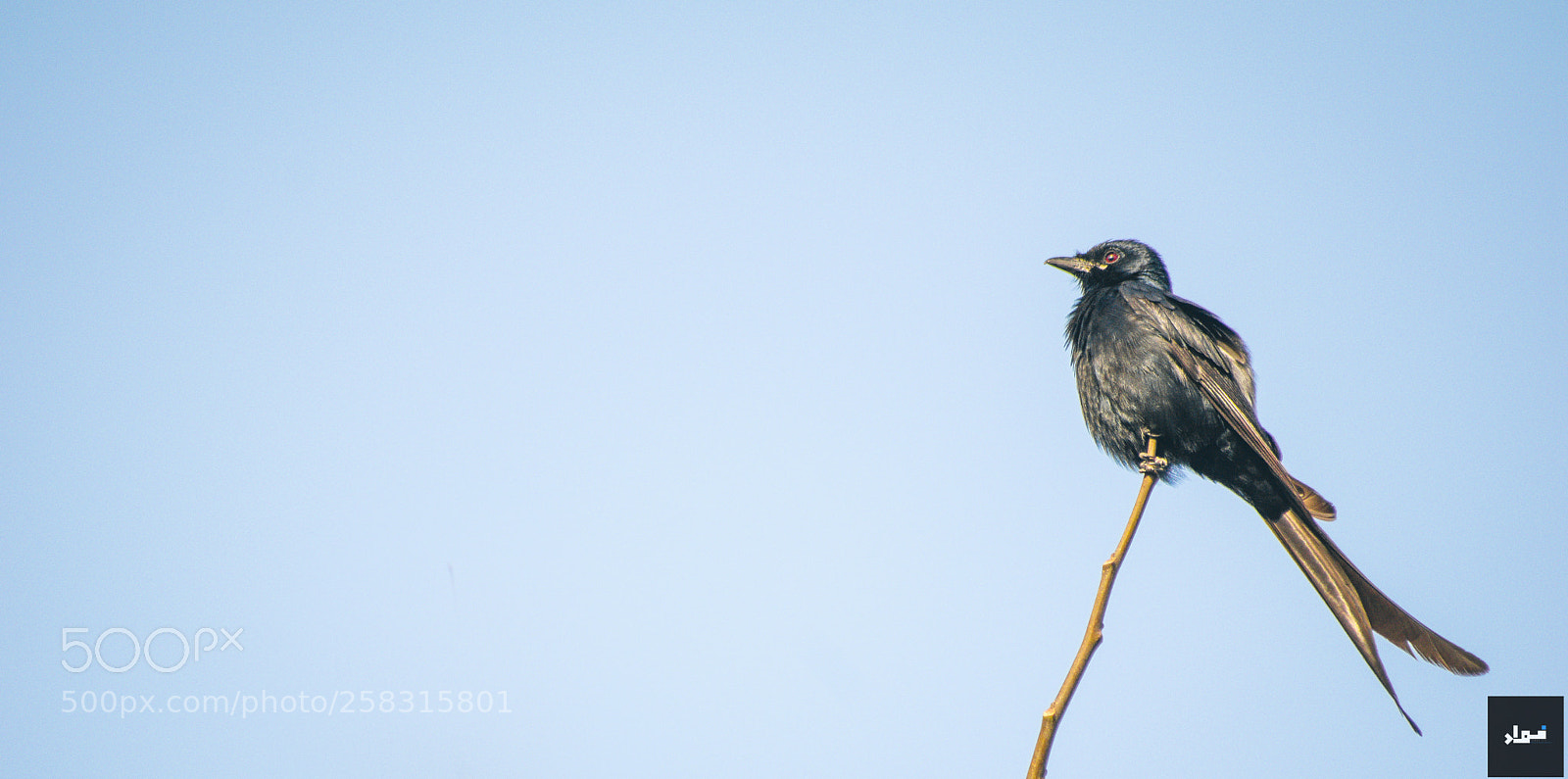 Nikon D5300 sample photo. Black dragon photography