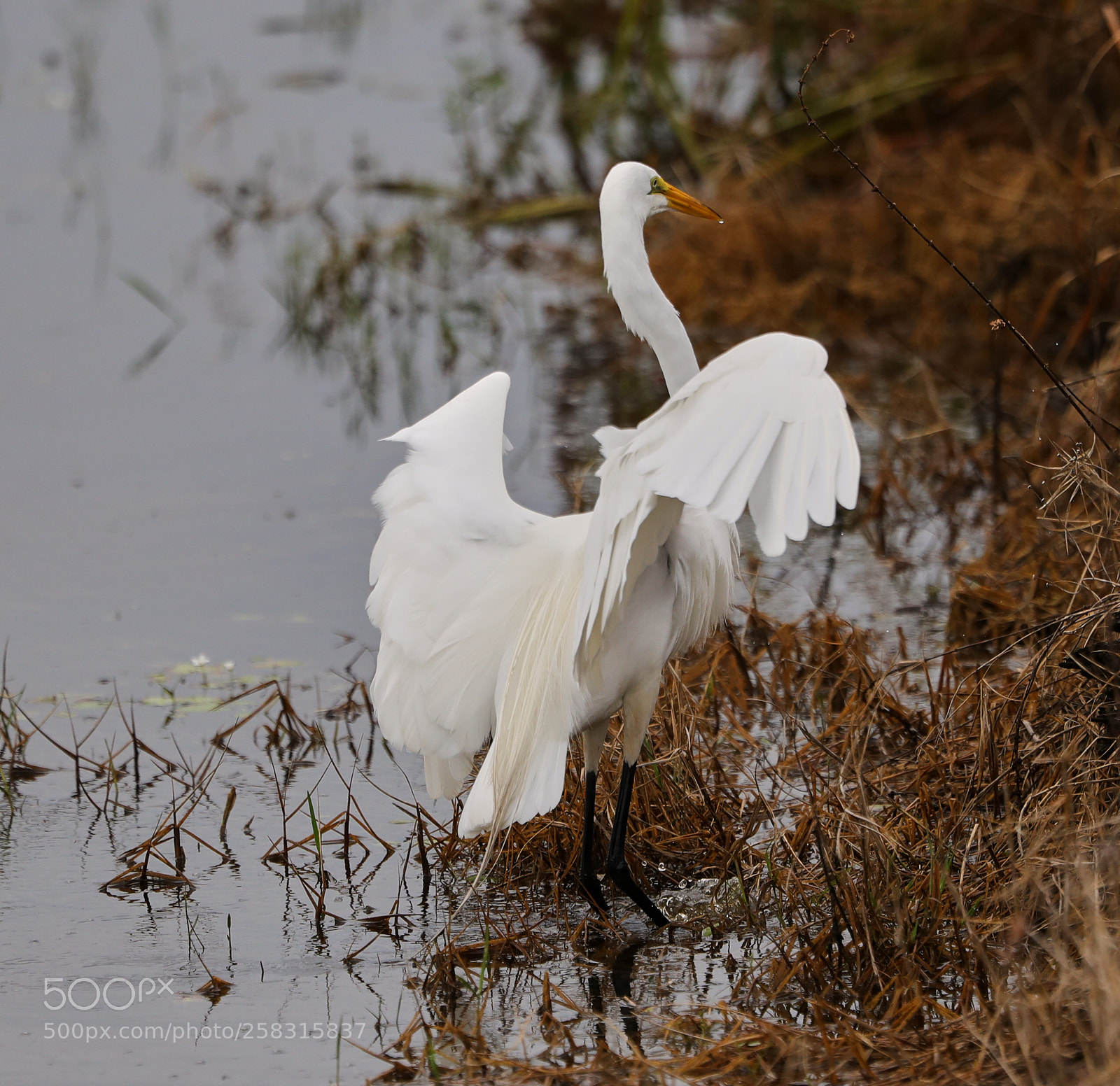 Canon EOS-1D X Mark II sample photo. 05-17-18-0018221.jpg photography