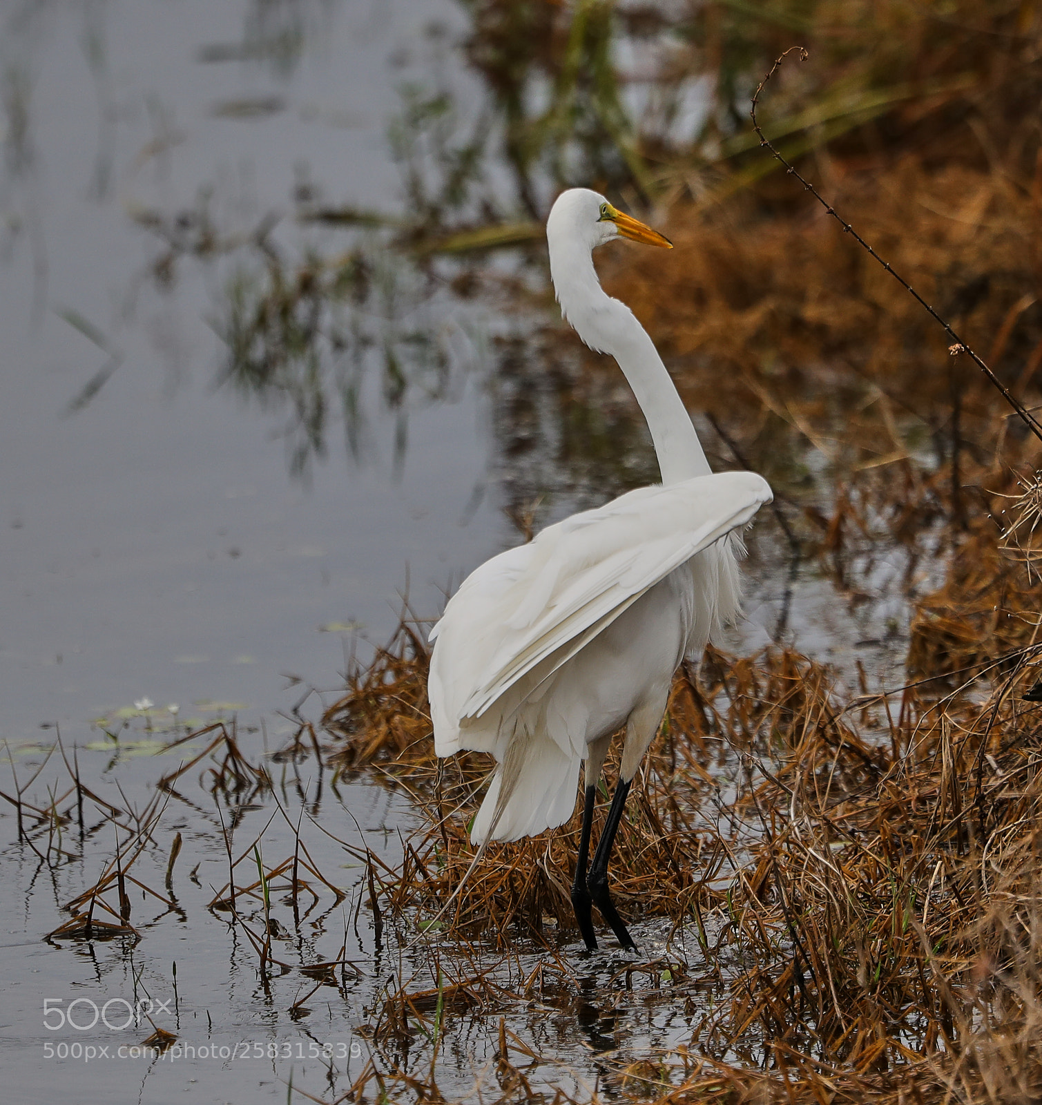 Canon EOS-1D X Mark II sample photo. 05-17-18-0018220.jpg photography
