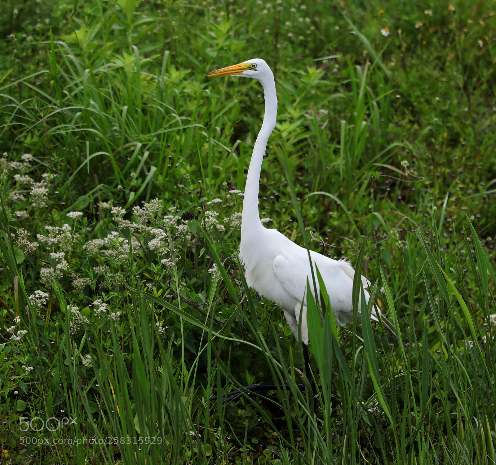 Canon EOS-1D X Mark II sample photo. 05-17-18-0018199.jpg photography