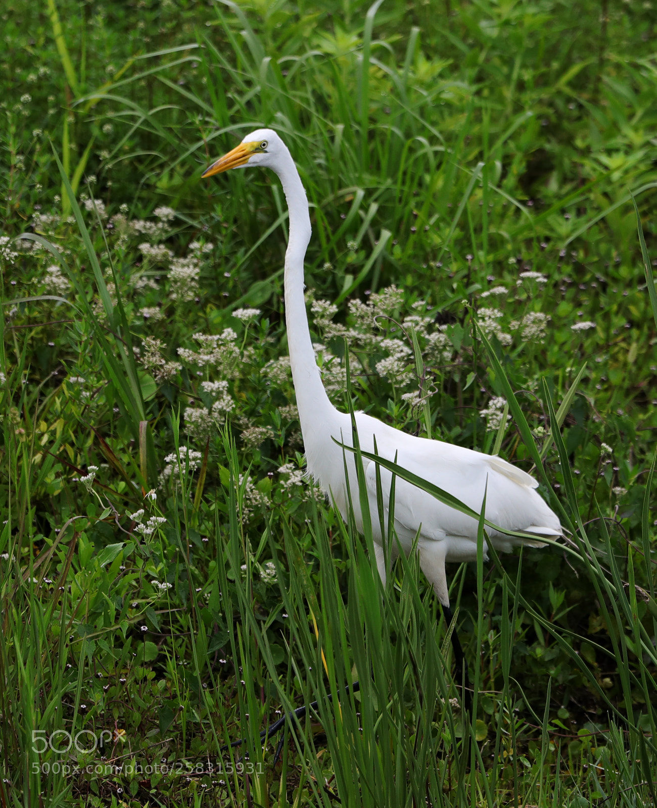 Canon EOS-1D X Mark II sample photo. 05-17-18-0018198.jpg photography