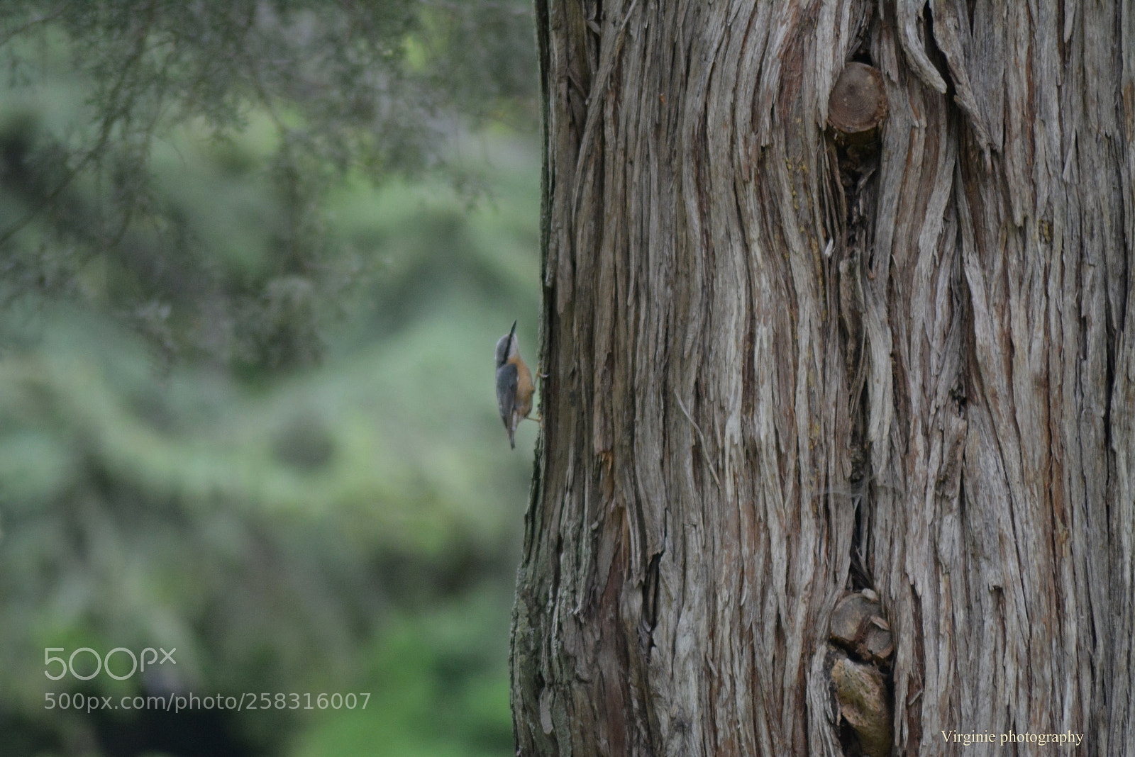 Nikon D5200 sample photo. Allez plus haut photography