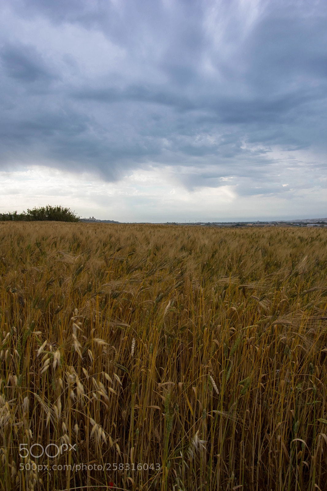 Nikon D3400 sample photo. Wheat field photography