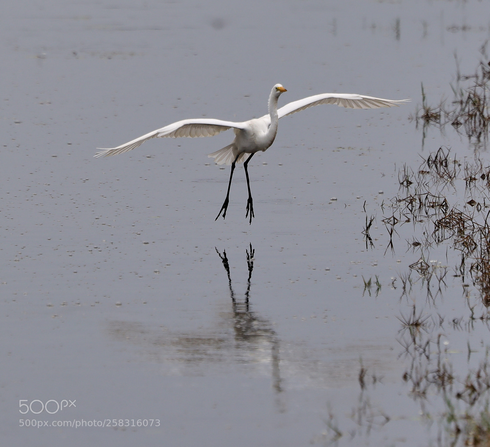 Canon EOS-1D X Mark II sample photo. 05-17-18-0018195.jpg photography
