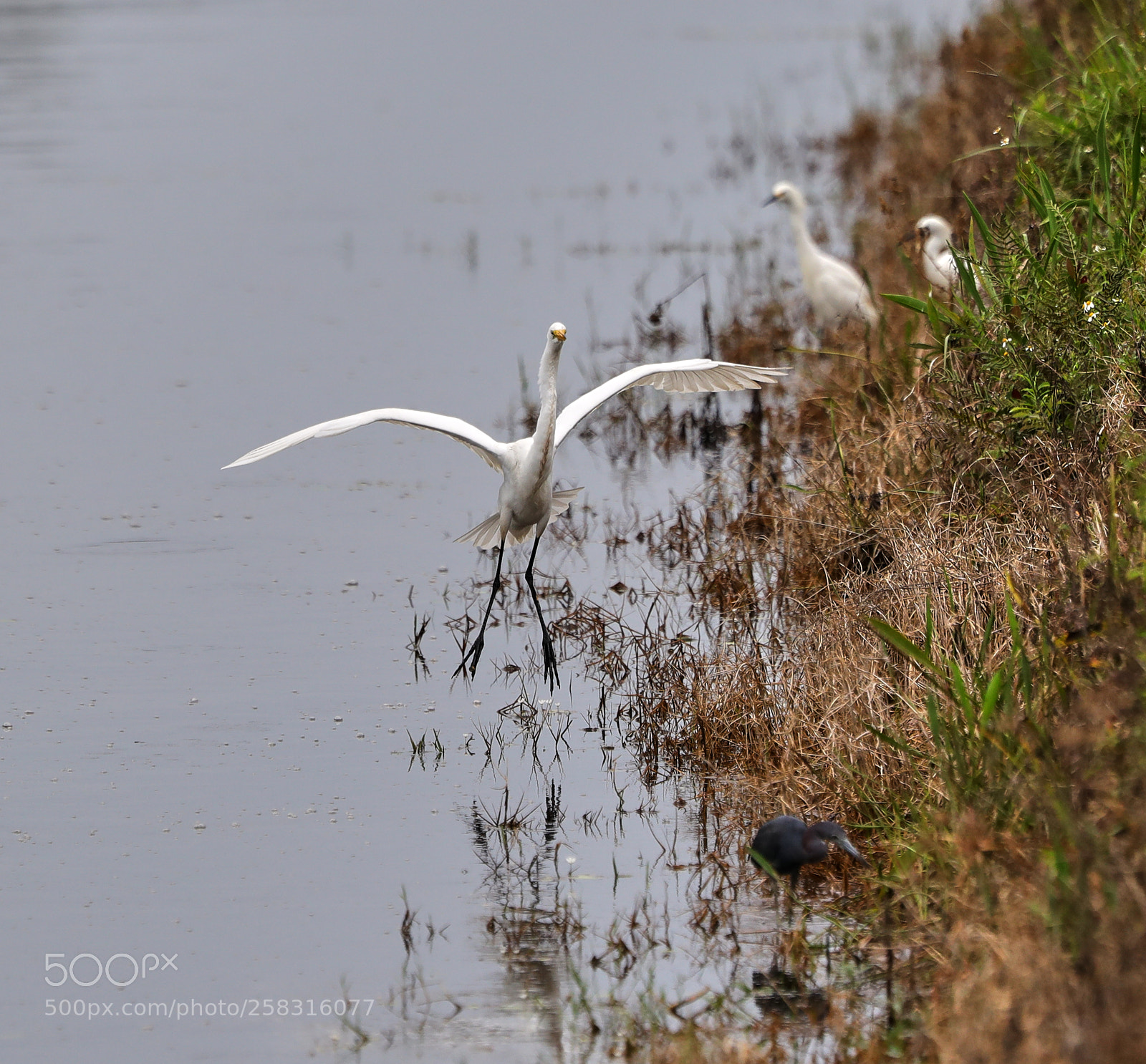 Canon EOS-1D X Mark II sample photo. 05-17-18-0018193.jpg photography