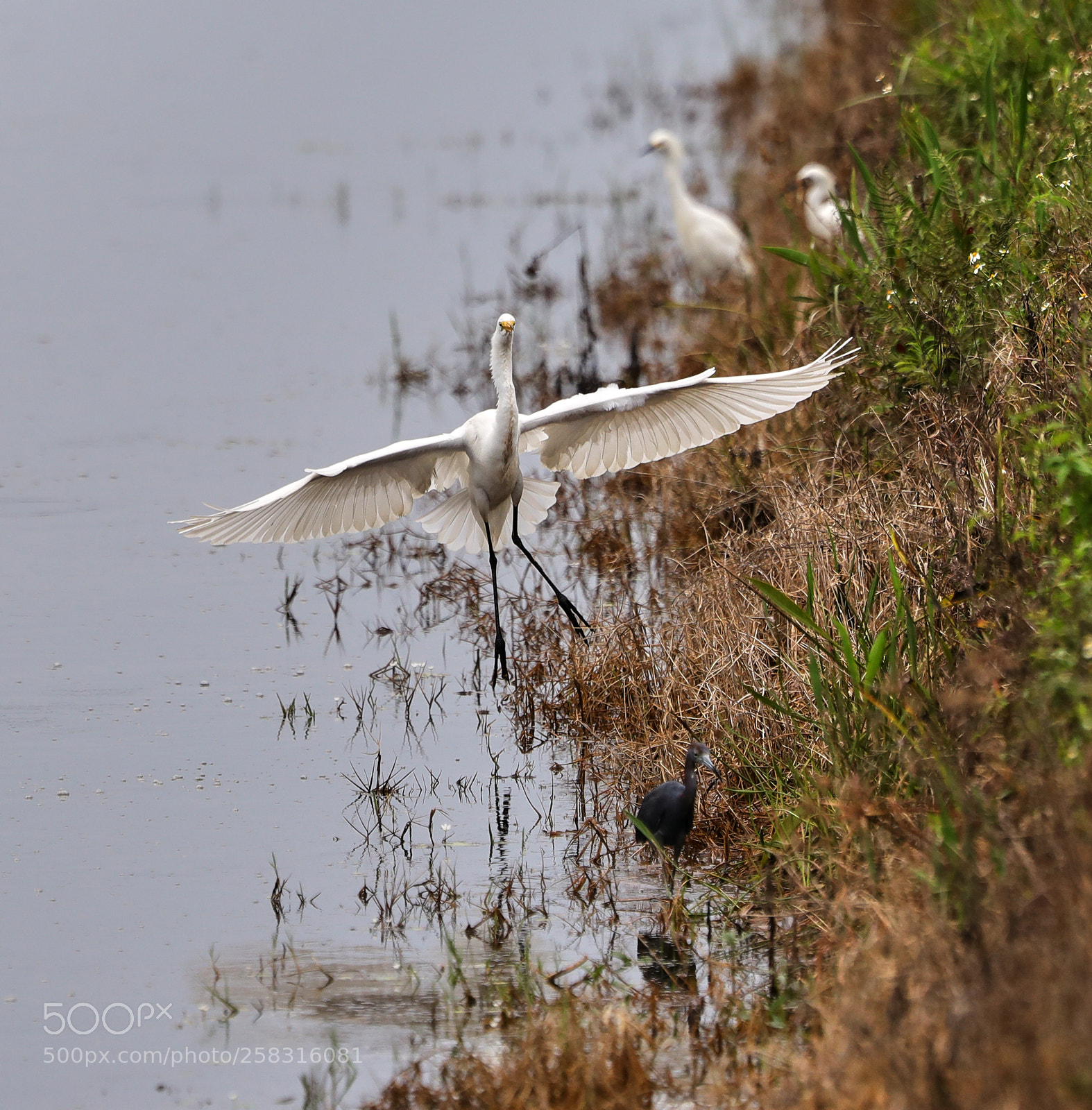 Canon EOS-1D X Mark II sample photo. 05-17-18-0018192.jpg photography