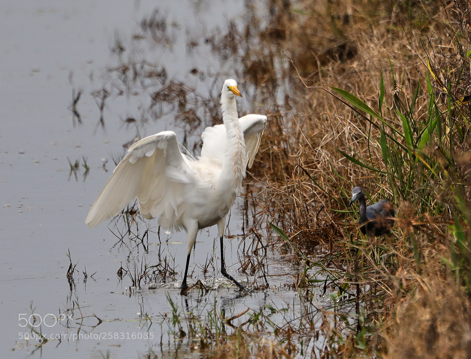 Canon EOS-1D X Mark II sample photo. 05-17-18-0018189.jpg photography