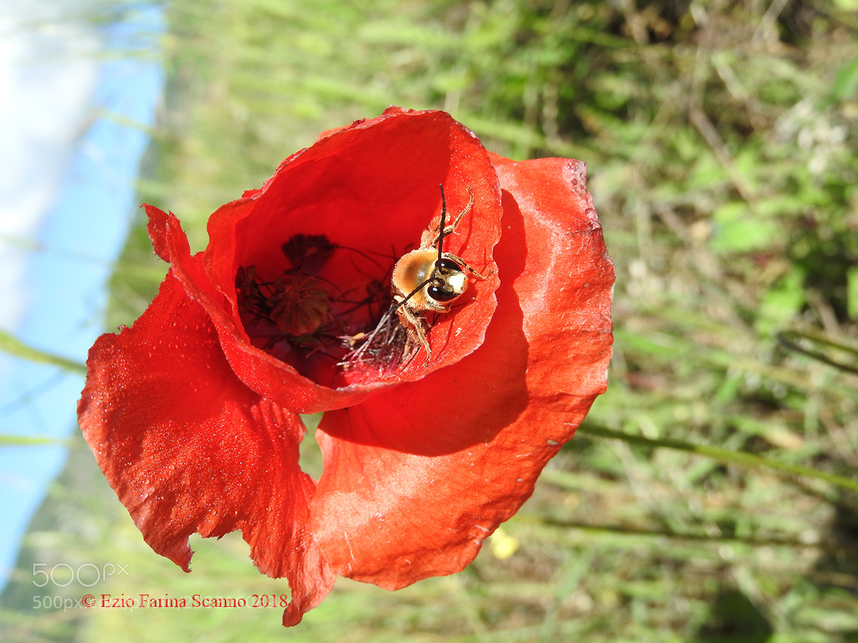 Nikon Coolpix P610 sample photo. L'ape e il papavero photography
