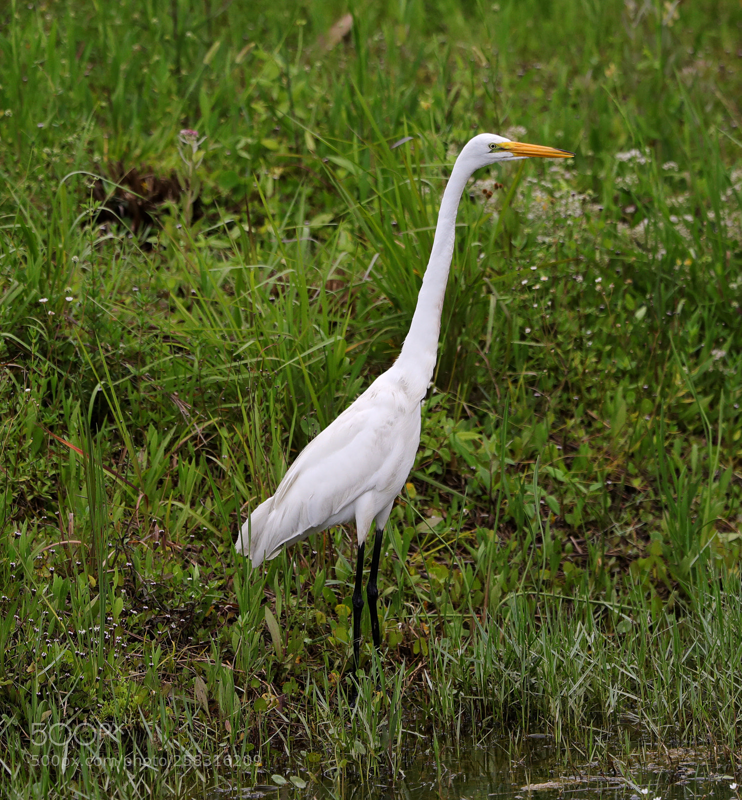 Canon EOS-1D X Mark II sample photo. 05-17-18-0018132.jpg photography