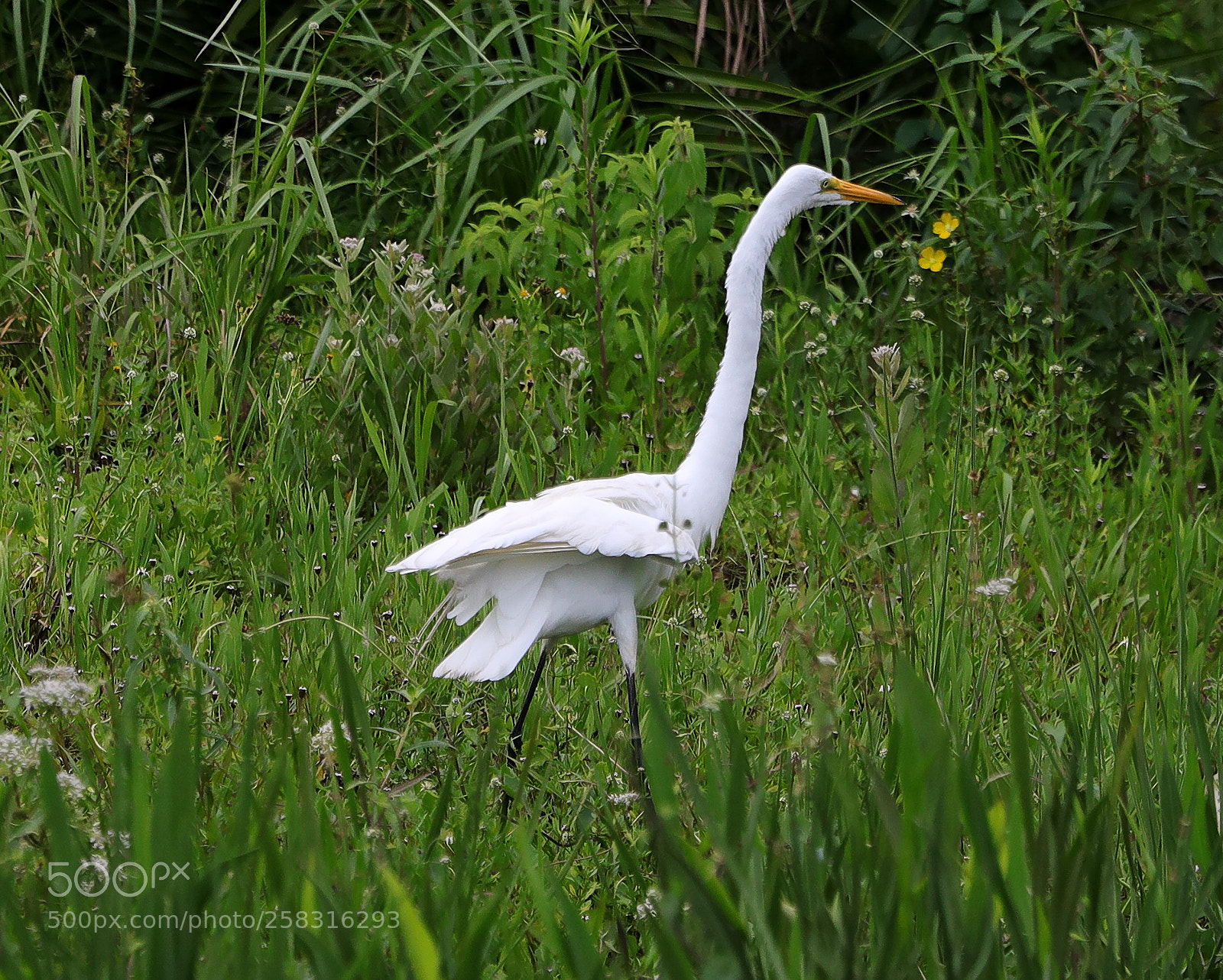 Canon EOS-1D X Mark II sample photo. 05-17-18-0018006.jpg photography