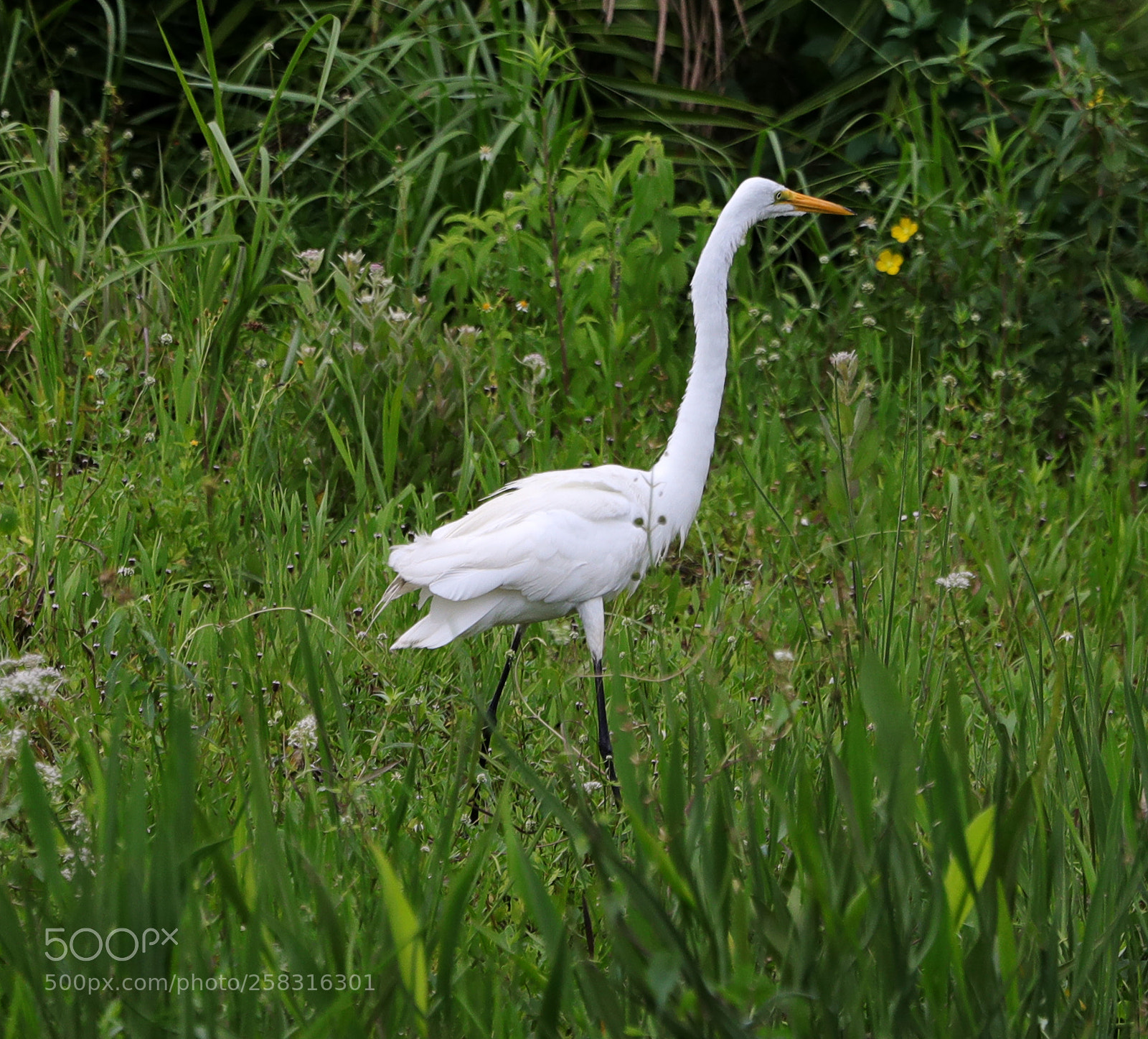 Canon EOS-1D X Mark II sample photo. 05-17-18-0018005.jpg photography