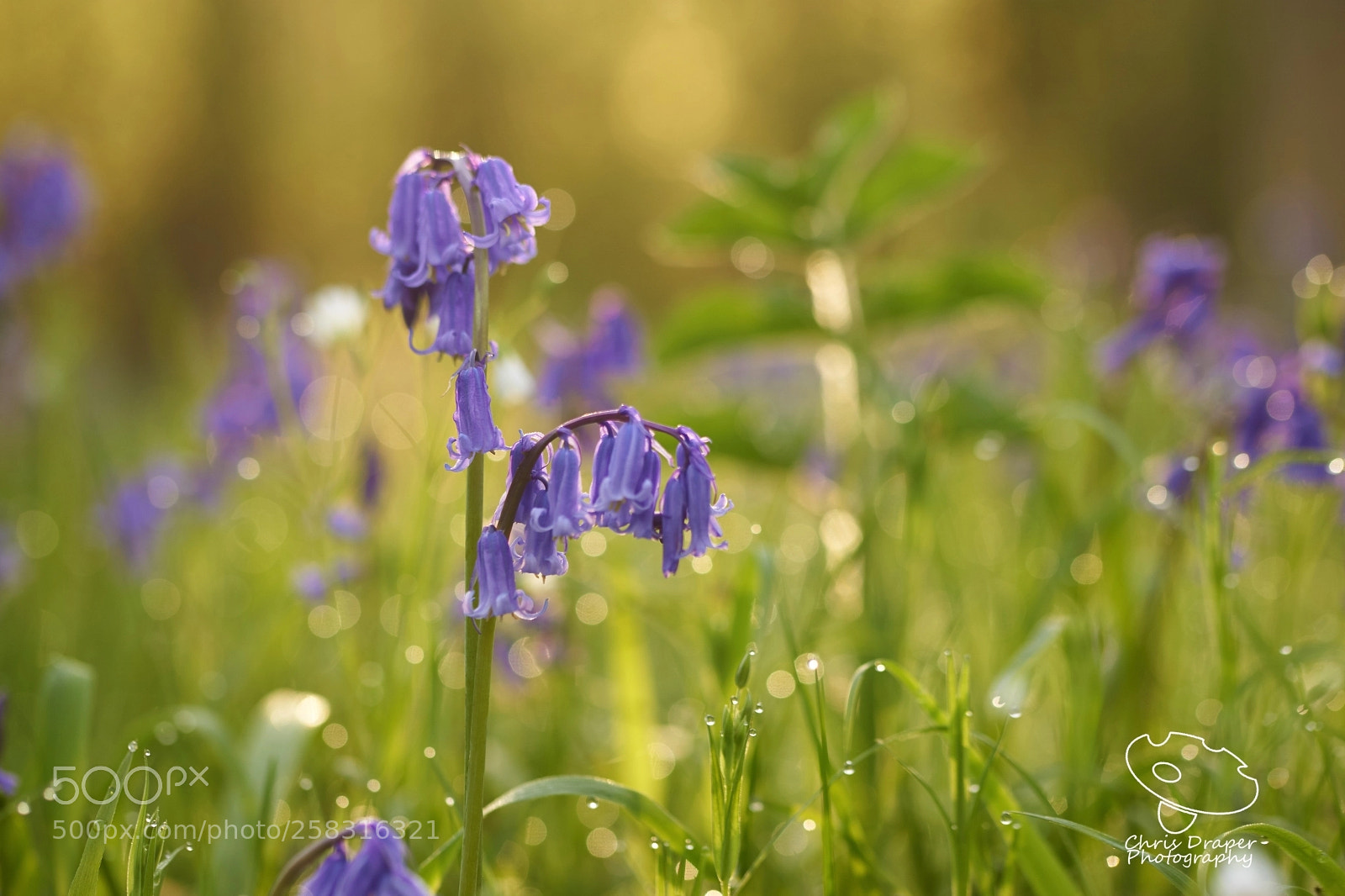 Sony ILCA-77M2 sample photo. Bluebells and bokeh photography