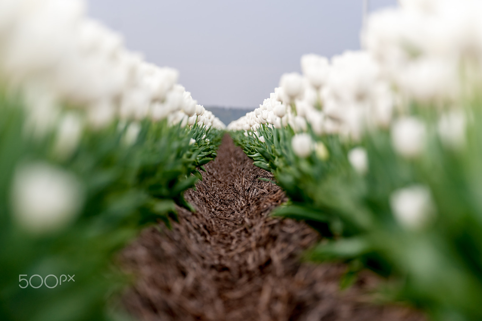 Sony Alpha DSLR-A900 sample photo. Bulb flowers in a row photography