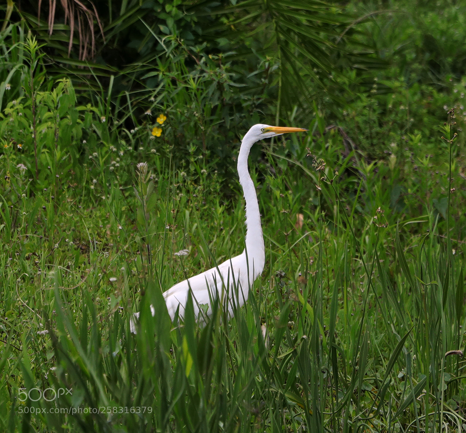 Canon EOS-1D X Mark II sample photo. 05-17-18-0018003.jpg photography
