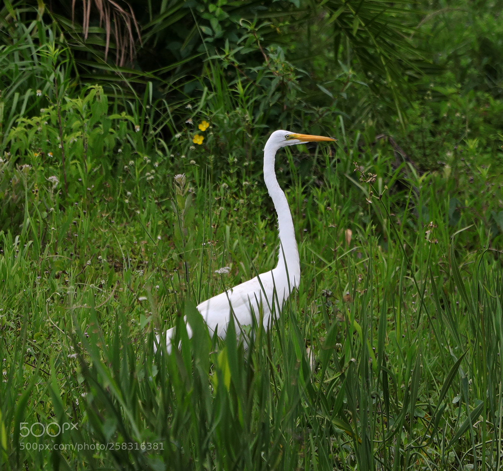Canon EOS-1D X Mark II sample photo. 05-17-18-0018004.jpg photography