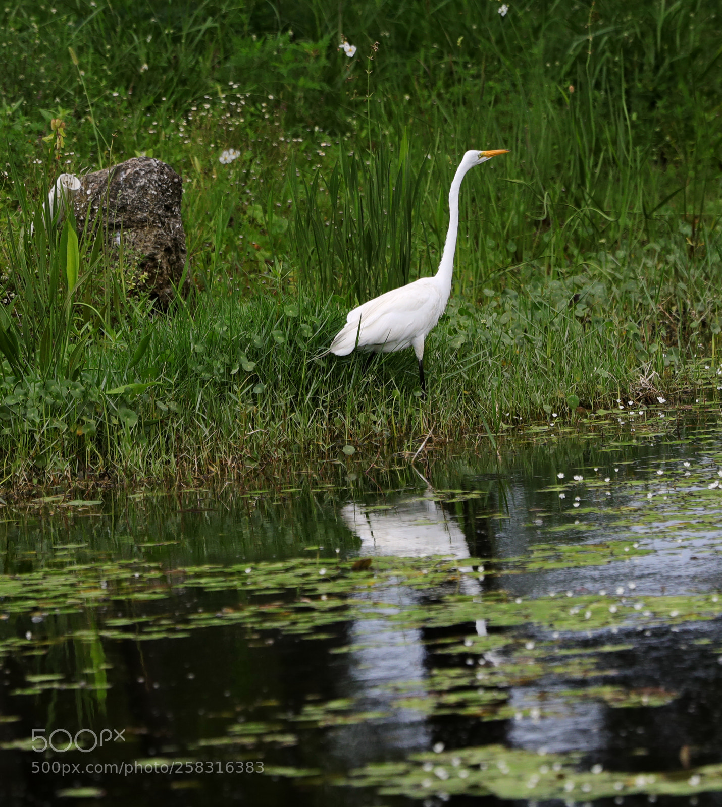 Canon EOS-1D X Mark II sample photo. 05-17-18-0017967.jpg photography