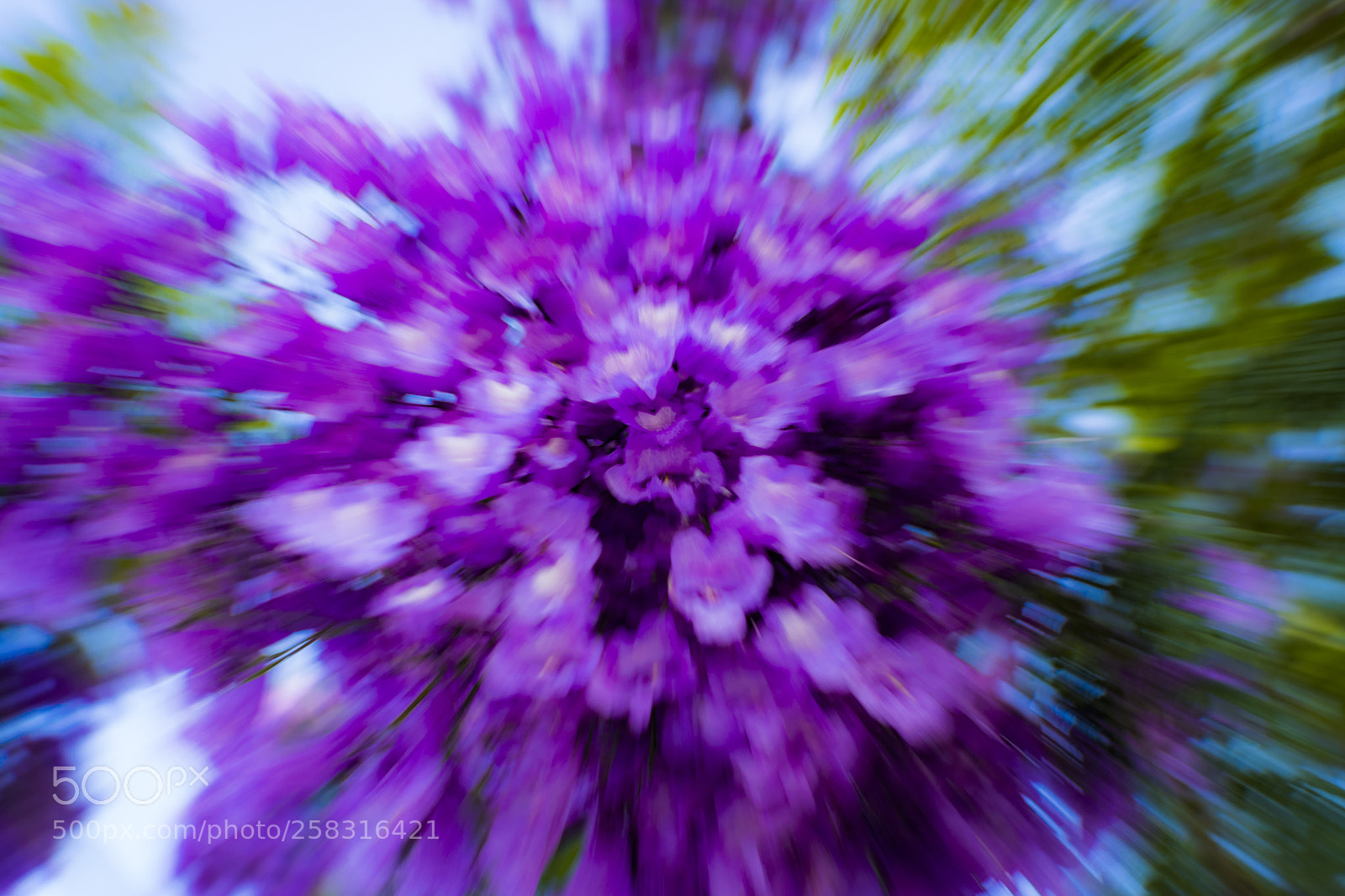 Nikon D5300 sample photo. Jacarnda flower photography