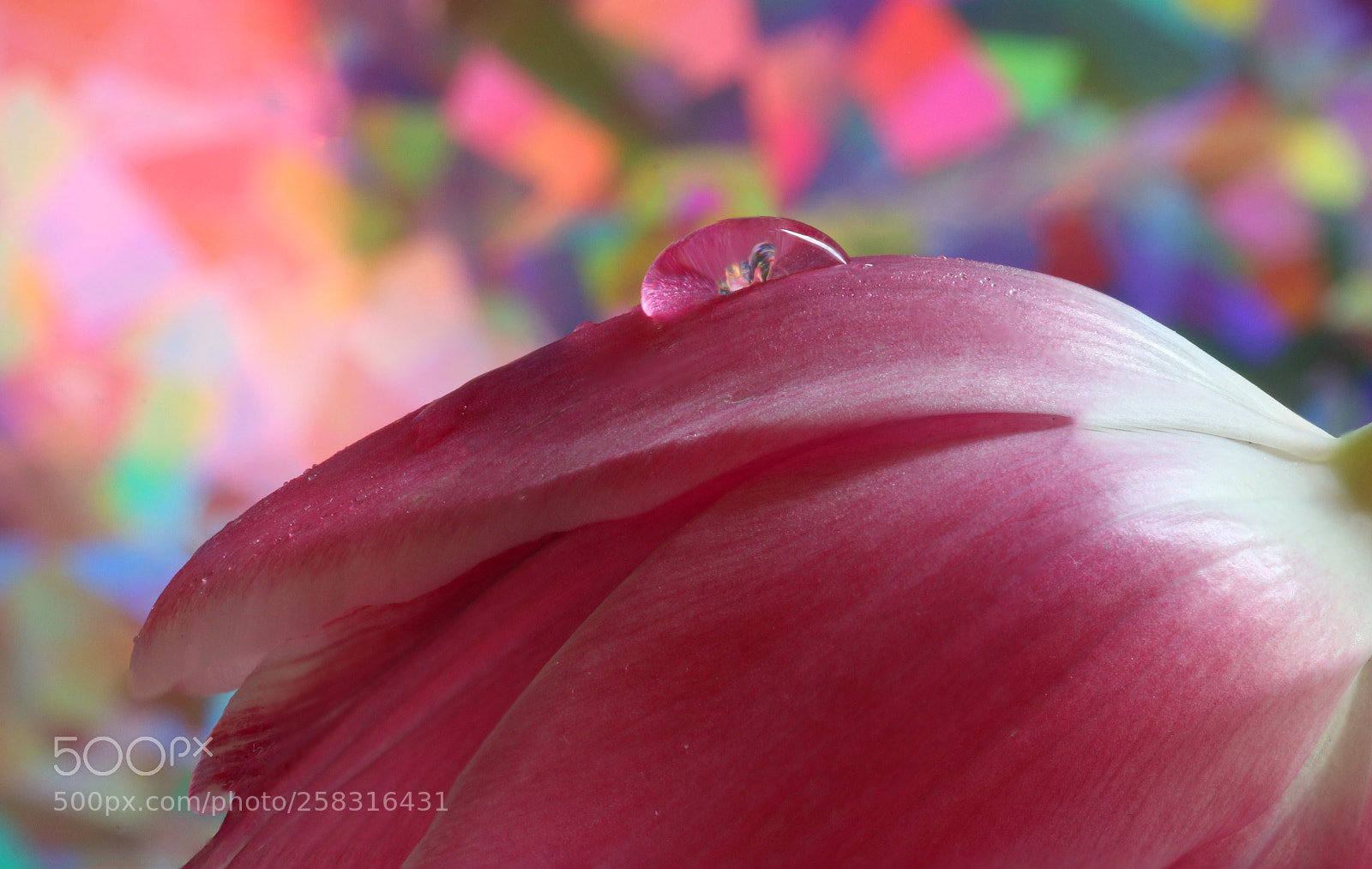 Canon EOS 70D sample photo. Water drop on tulip photography