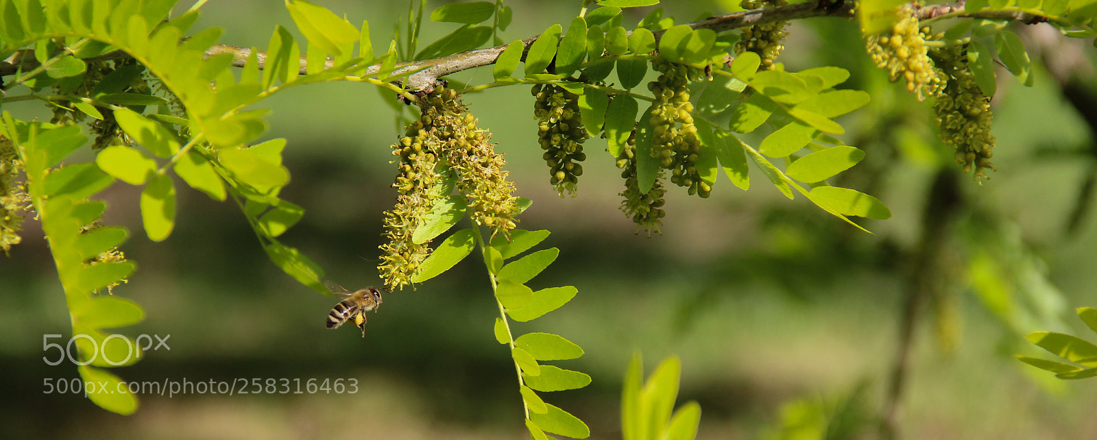 Canon EOS 600D (Rebel EOS T3i / EOS Kiss X5) sample photo. Bee photography