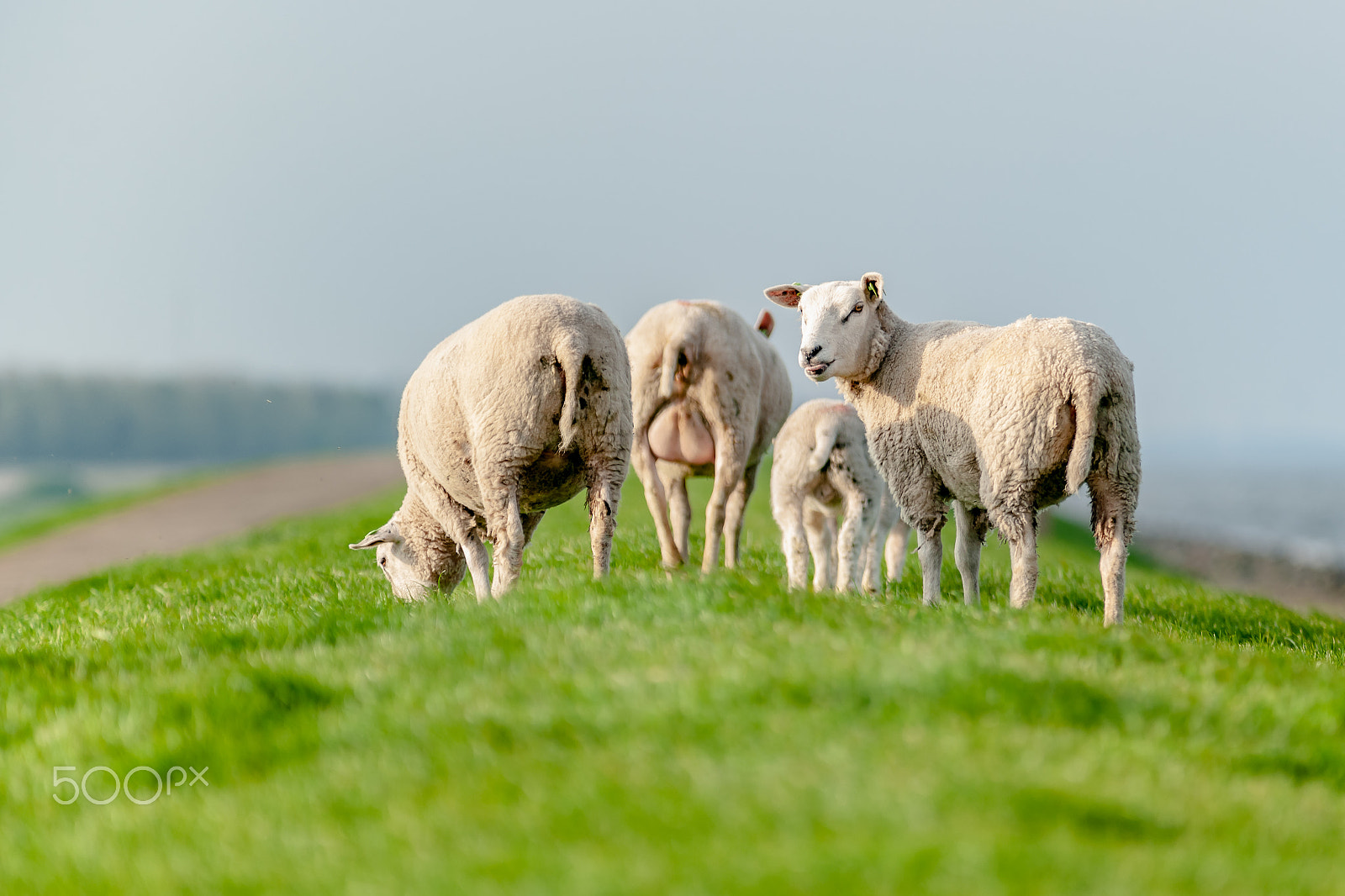 Sony Alpha DSLR-A900 sample photo. Grazing sheep and lambs in a green grassland photography