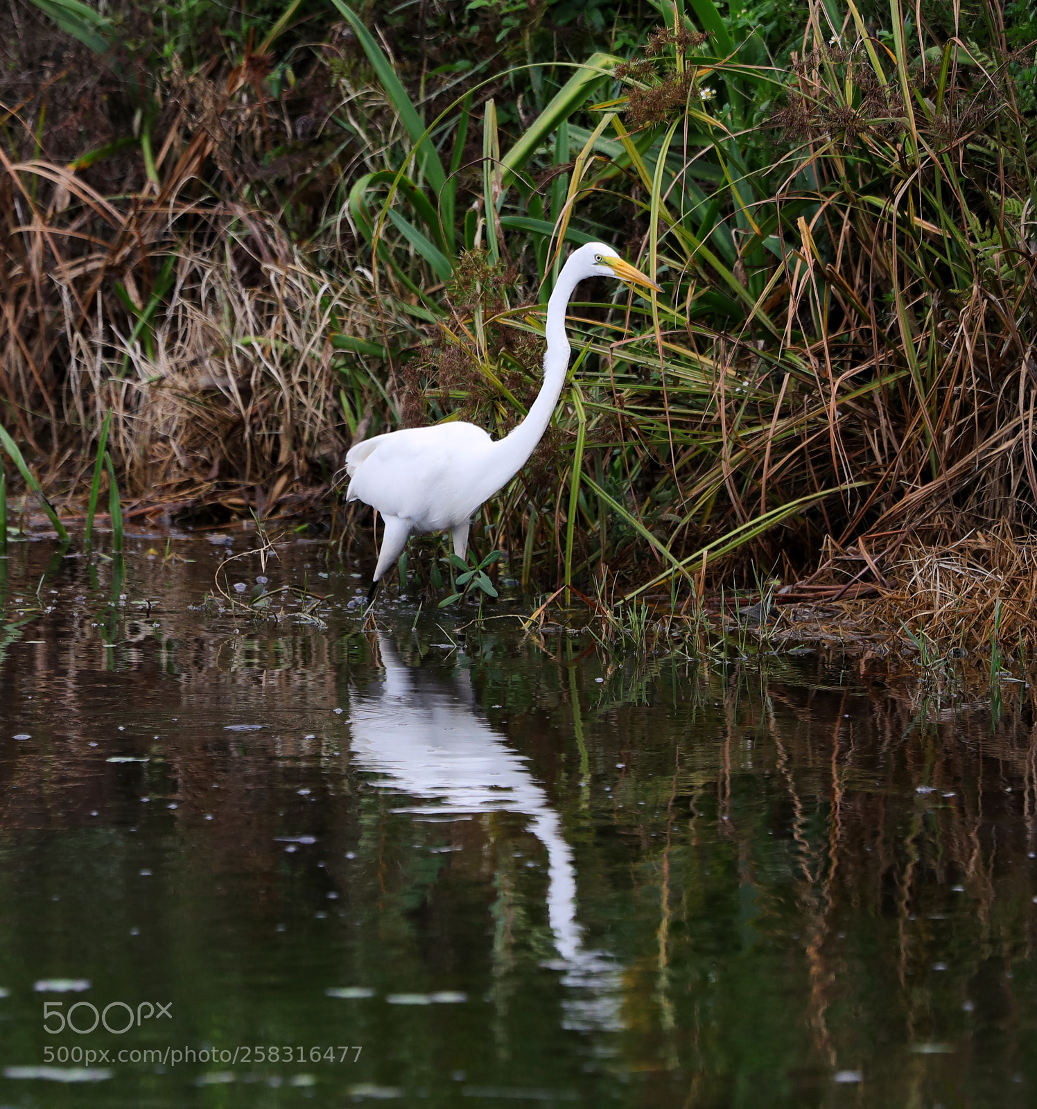 Canon EOS-1D X Mark II sample photo. 05-17-18-0017953.jpg photography