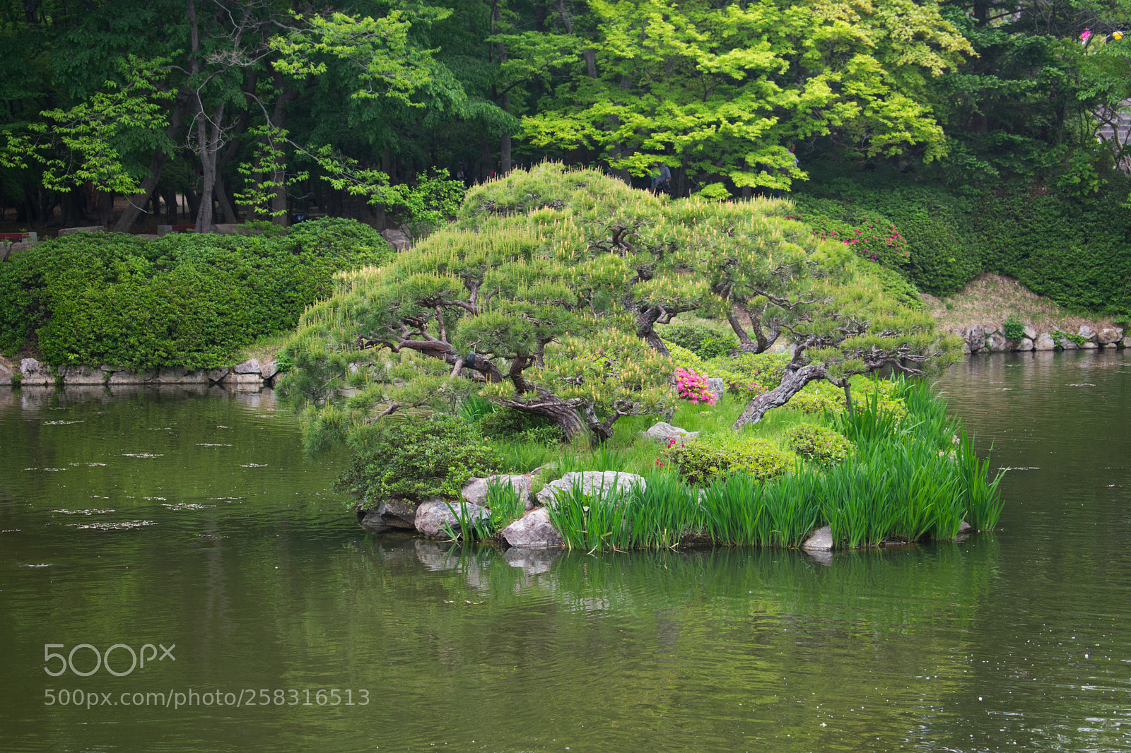 Nikon D3400 sample photo. Pond in bulguksa temple photography