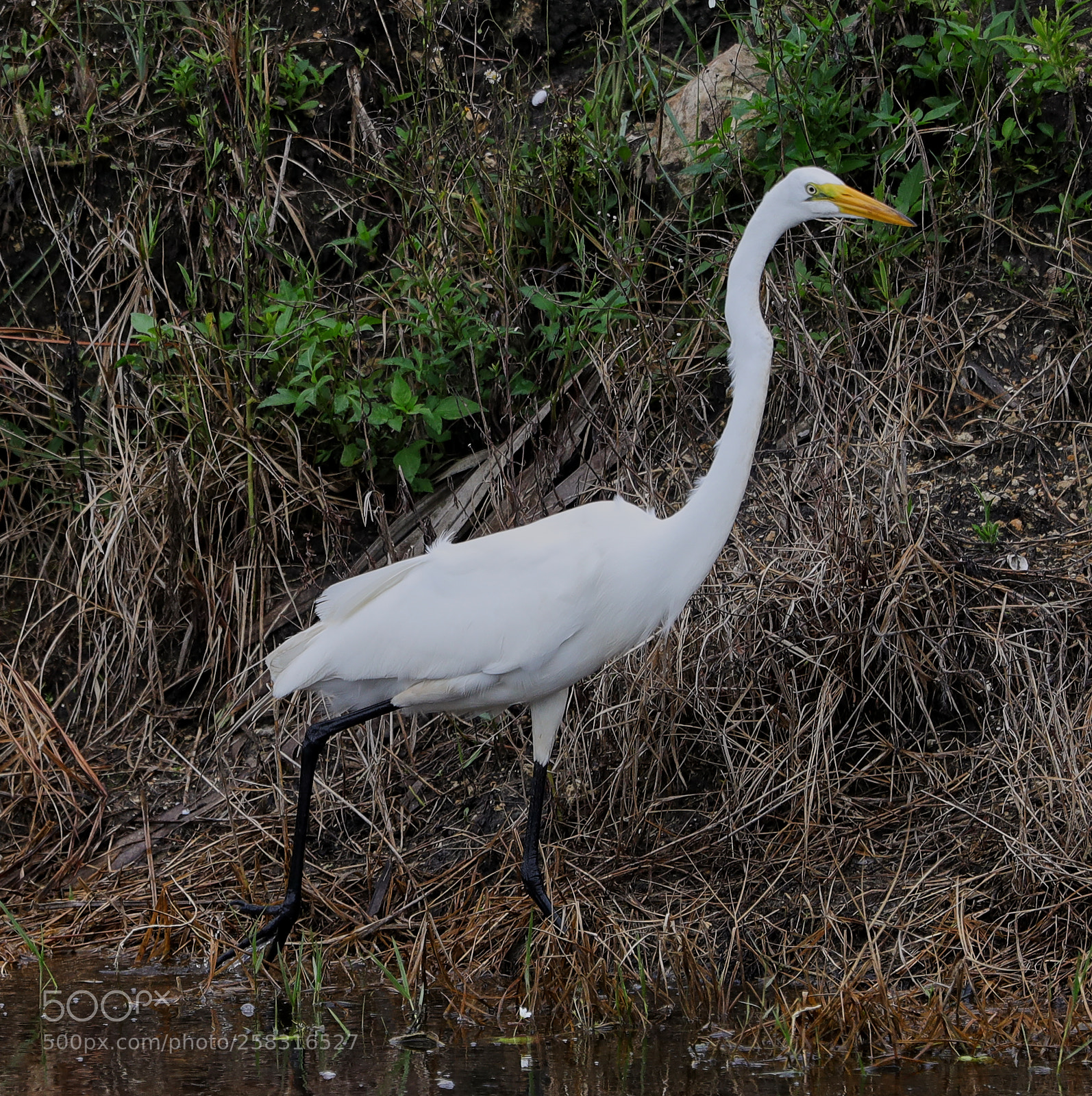 Canon EOS-1D X Mark II sample photo. 05-17-18-0017952.jpg photography